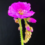 Drosera capensis (Broad Leaf)