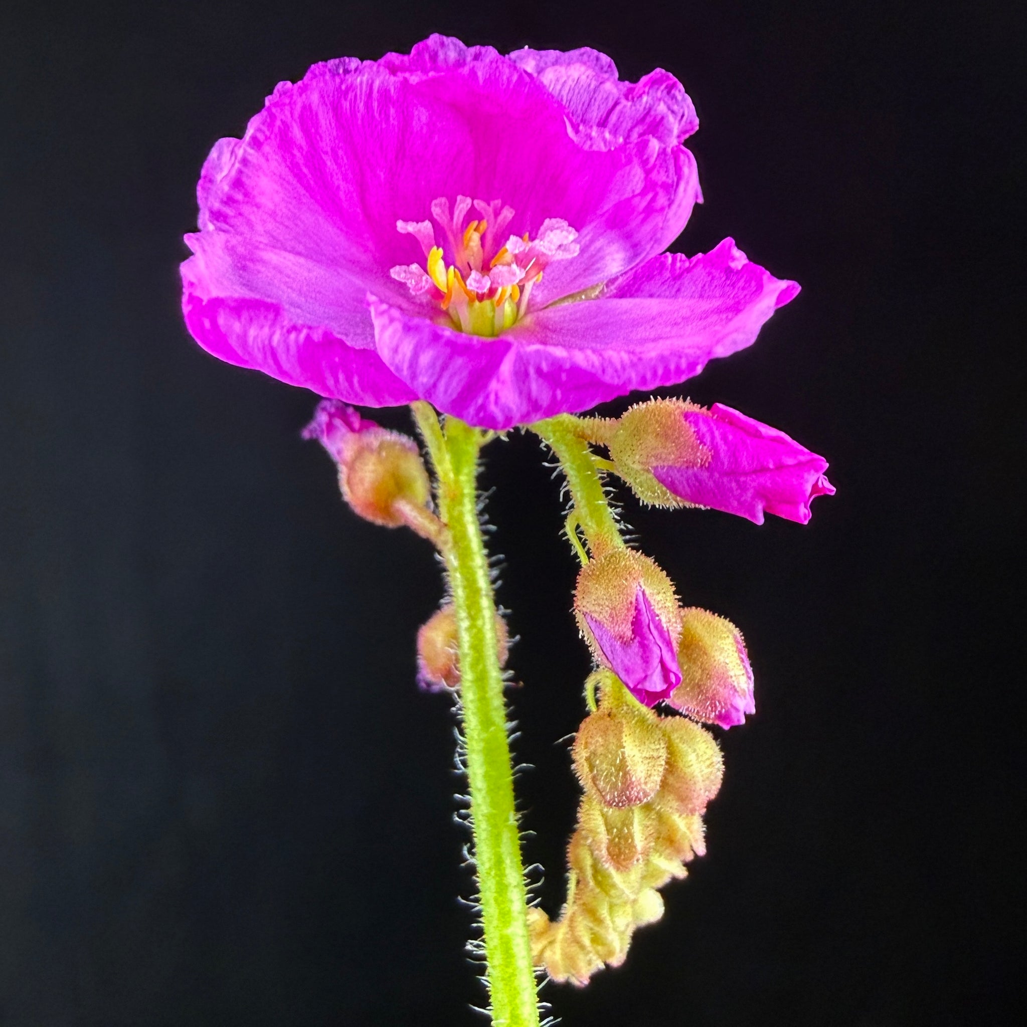 Drosera capensis (Broad Leaf)