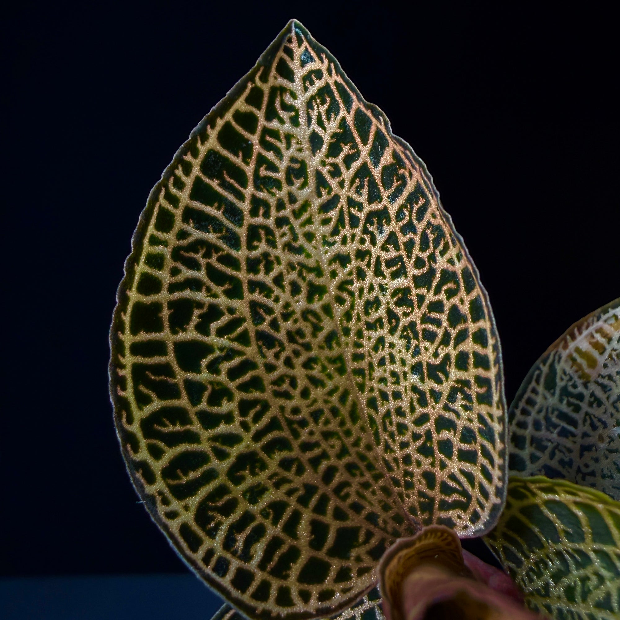 Anoectochilus roxburghii 'Gold Bar'