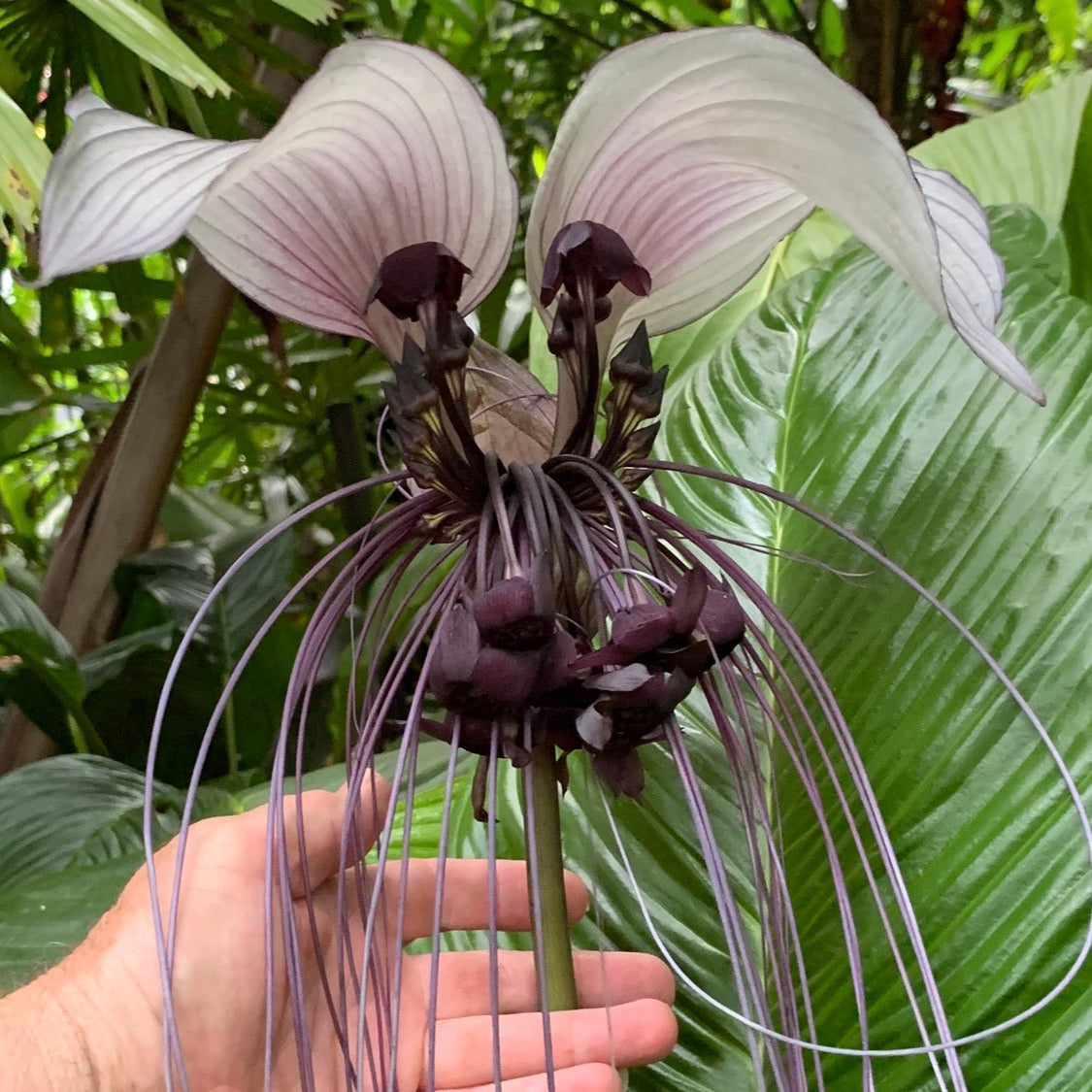 Tacca integrifolia 'The White Bat Flower'