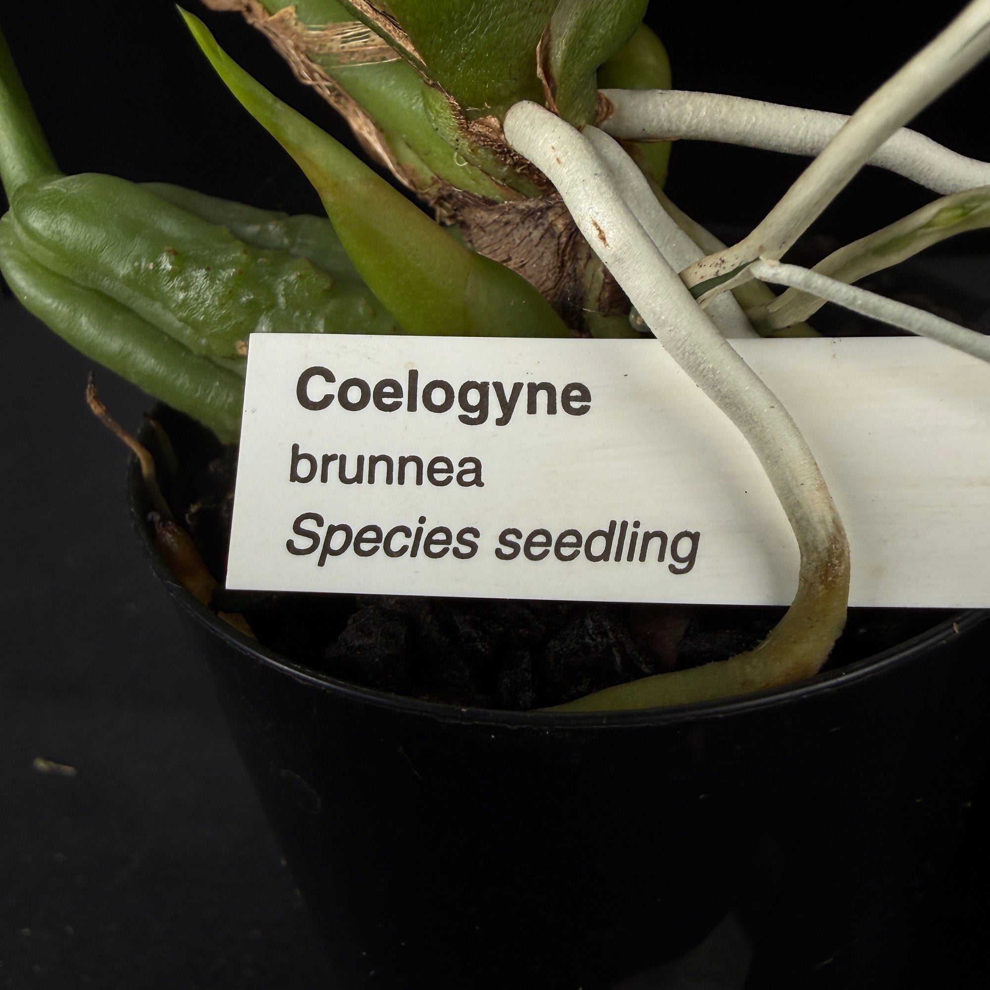 Coelogyne brunnea