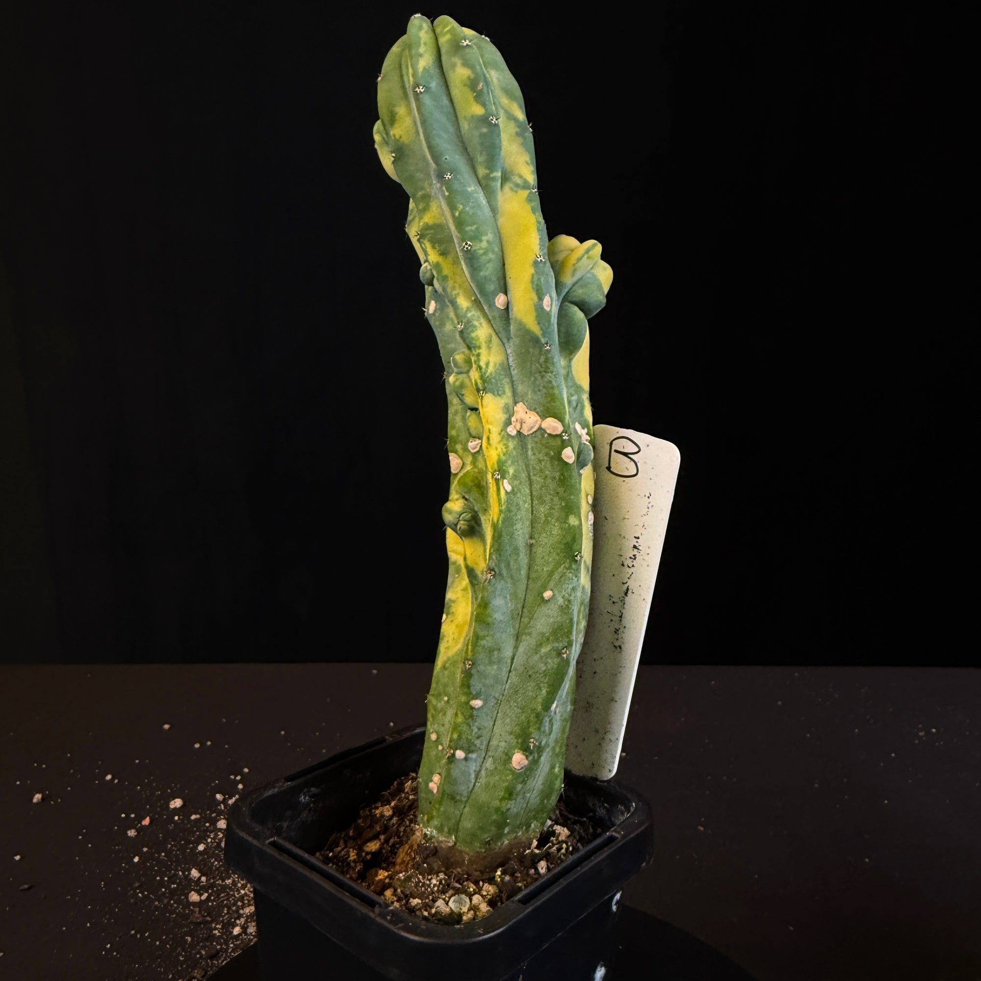 Myrtillocactus geometrizans cristata variegata