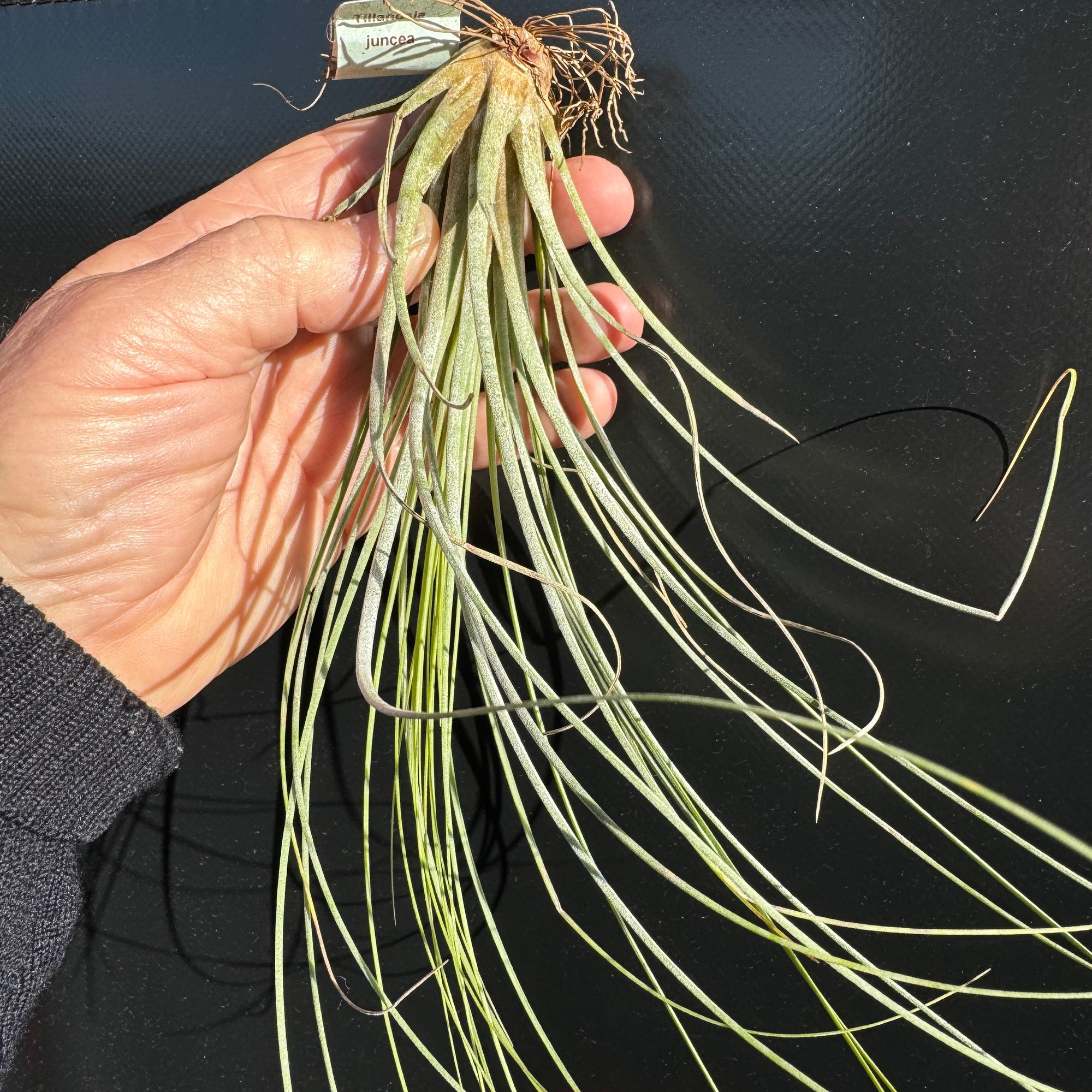 Tillandsia juncea