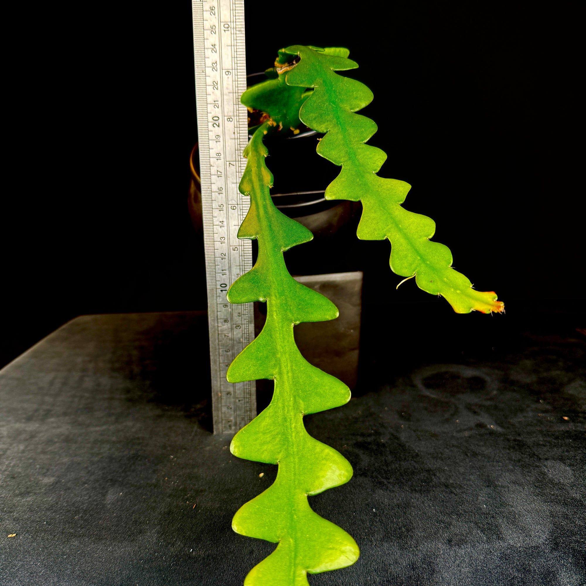 Selenicereus anthonyanus