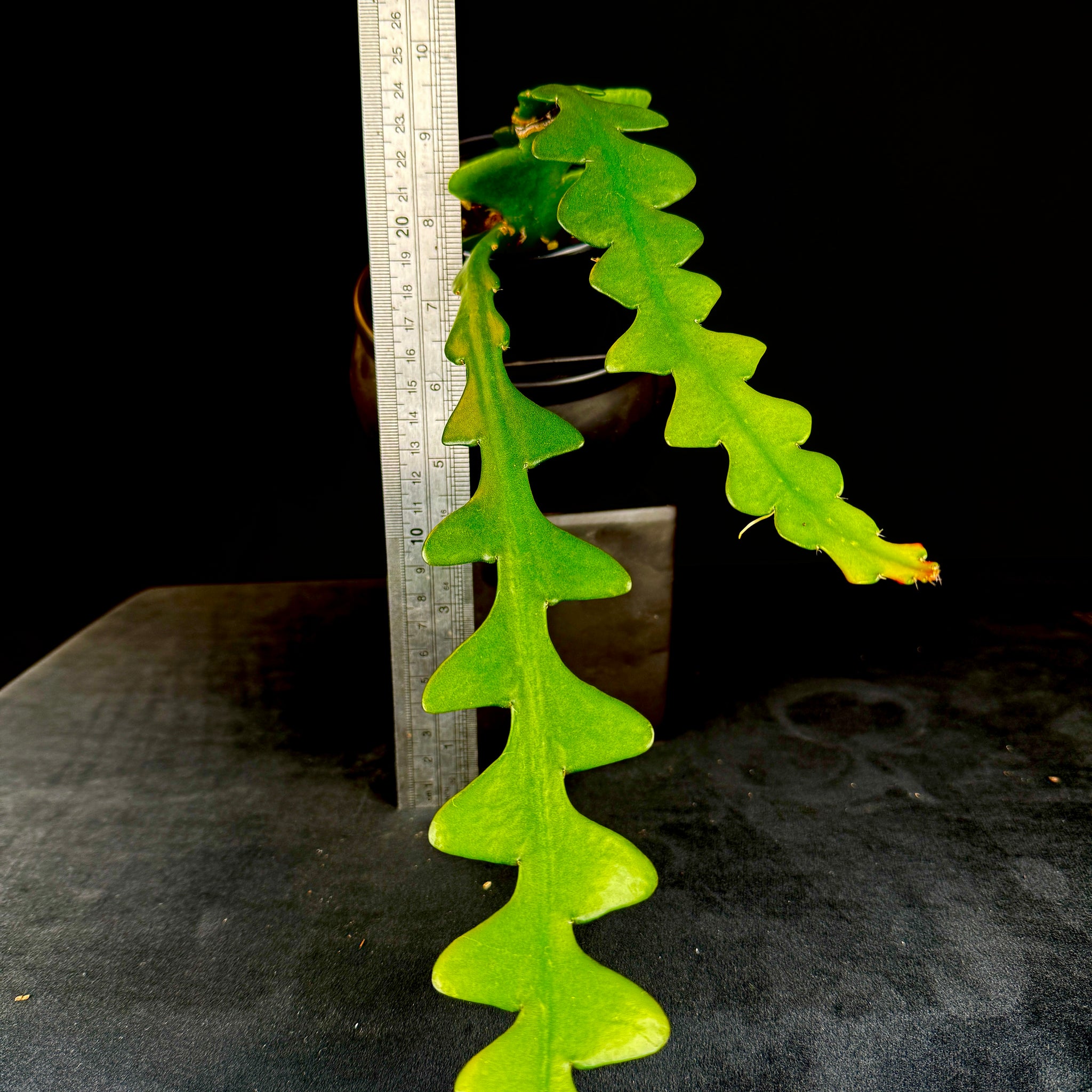 Selenicereus anthonyanus