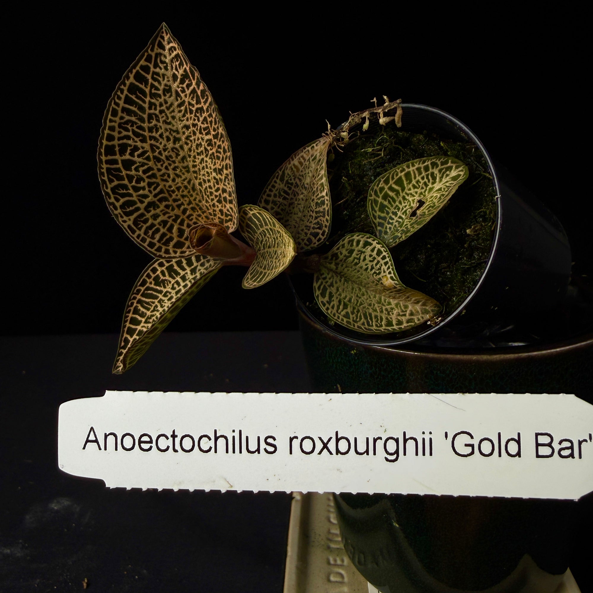 Anoectochilus roxburghii 'Gold Bar'