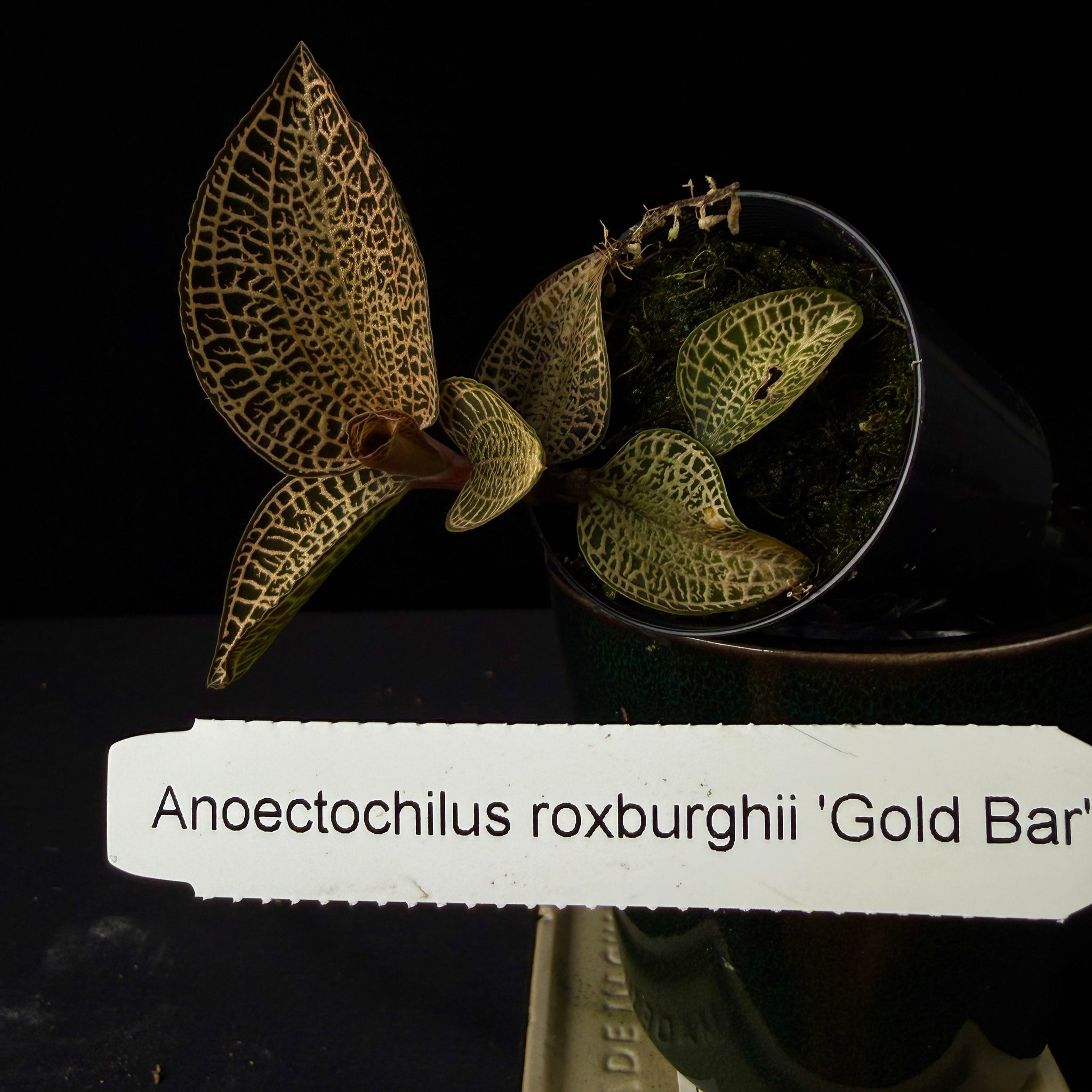 Anoectochilus roxburghii 'Gold Bar'