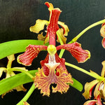 Vanda roeblingiana