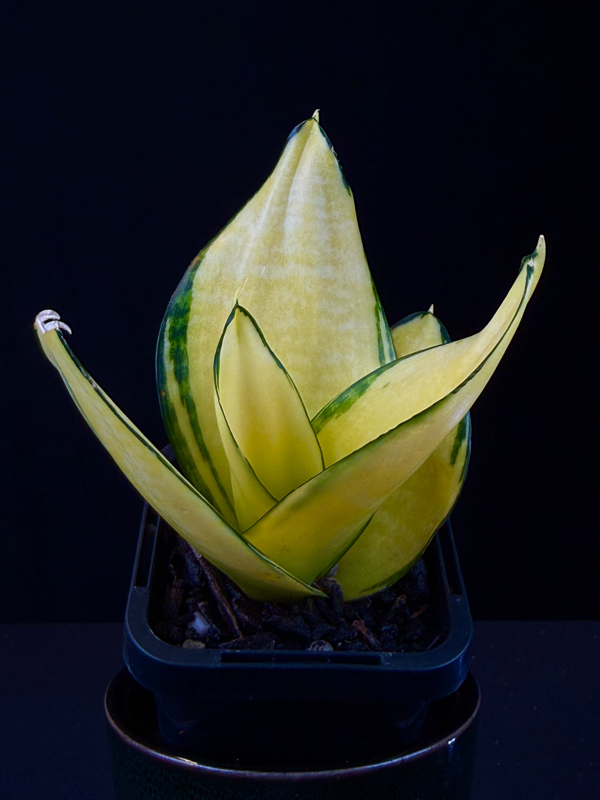 Sansevieria trifasciata ‘Hahnii Super Gold’
