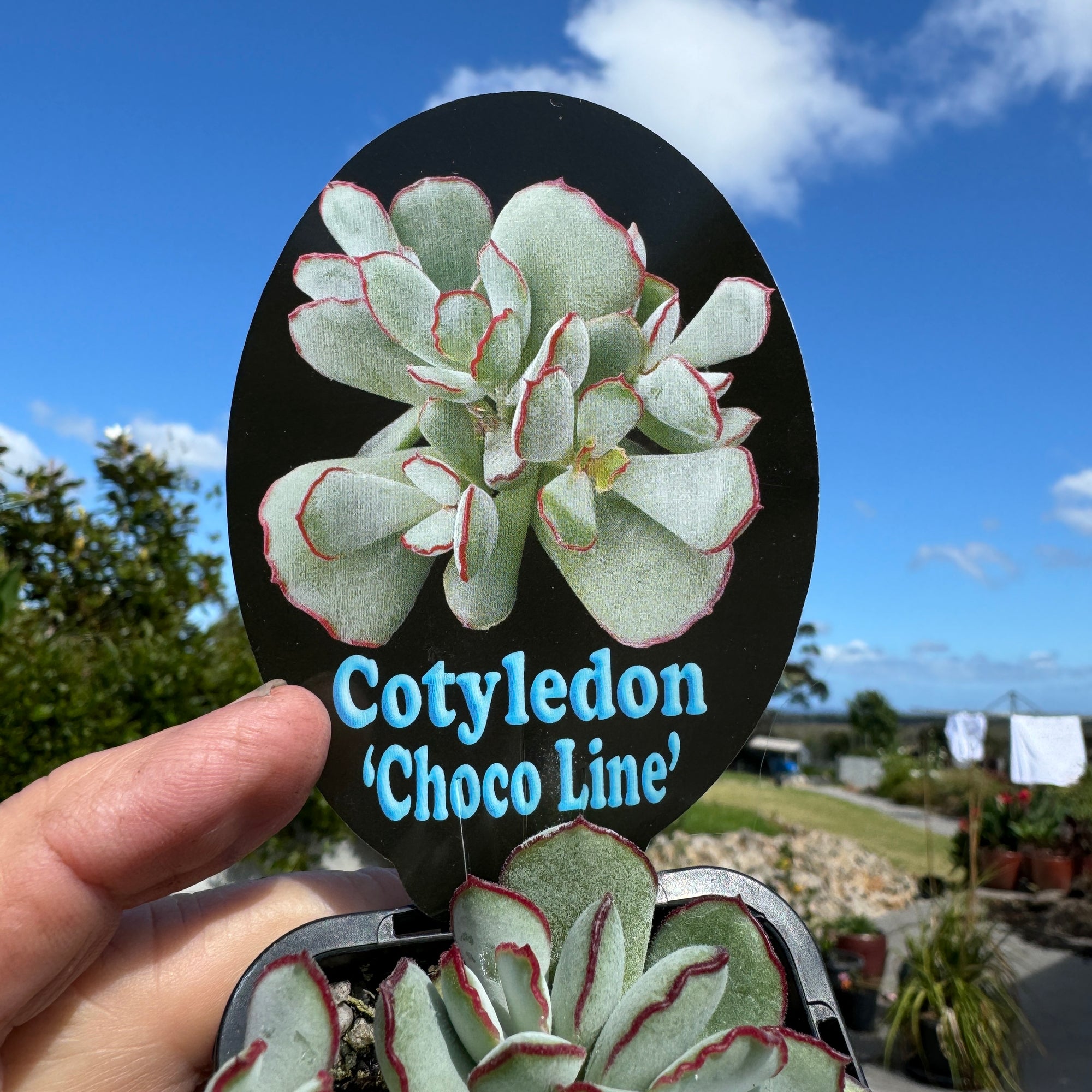 Cotyledon 'Choco Line'