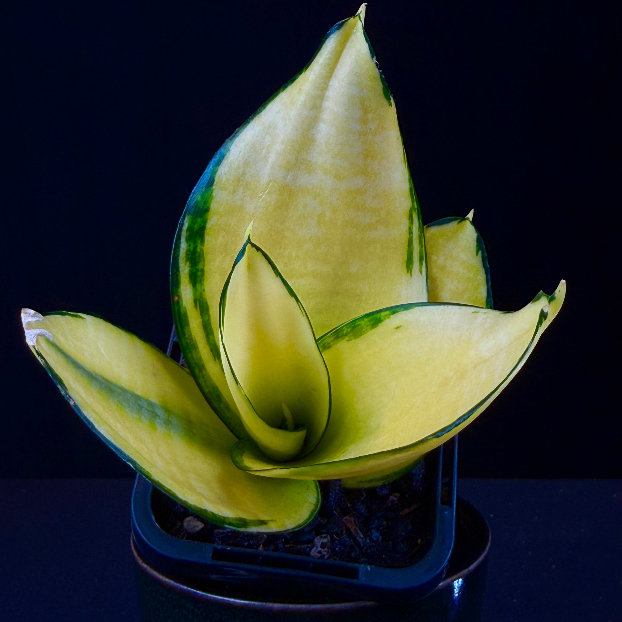 sansevieria hahnii solid gold Sansevieria trifasciata 'Hahnii Super Gold' – Golden Bird's Nest Snake Plant – Collectors Online
