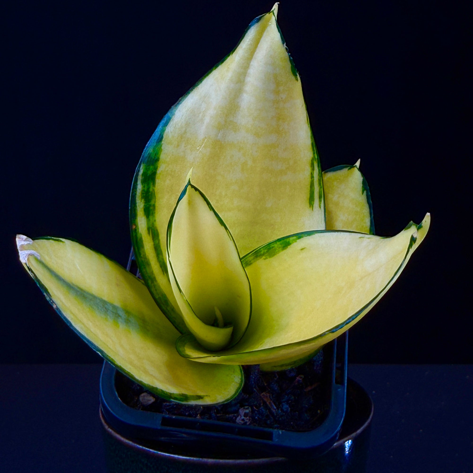 sansevieria hahnii solid gold Sansevieria trifasciata 'Hahnii Super Gold' – Golden Bird's Nest Snake Plant  – Collectors Online