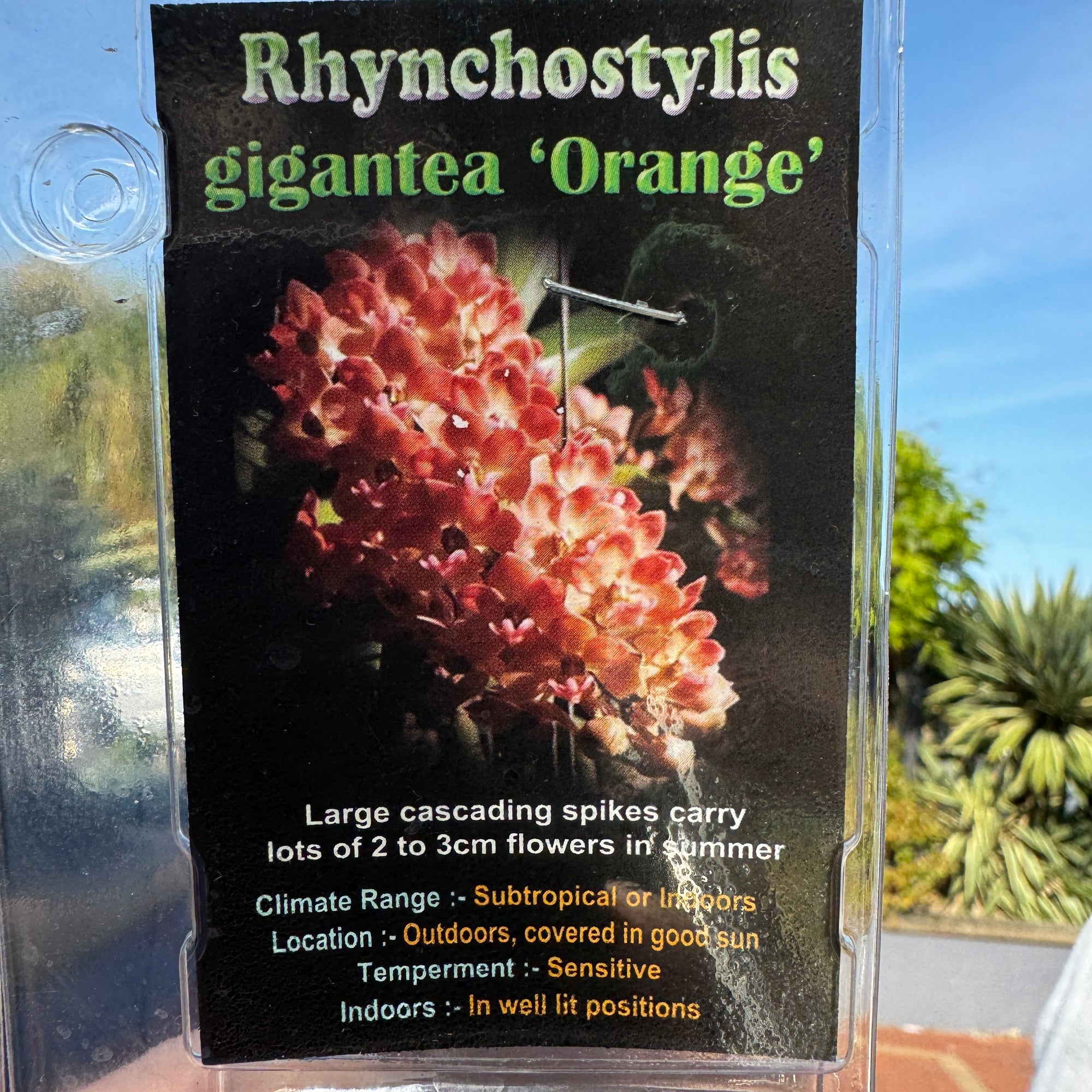 Rhynchostylis gigantea Orange poly pack