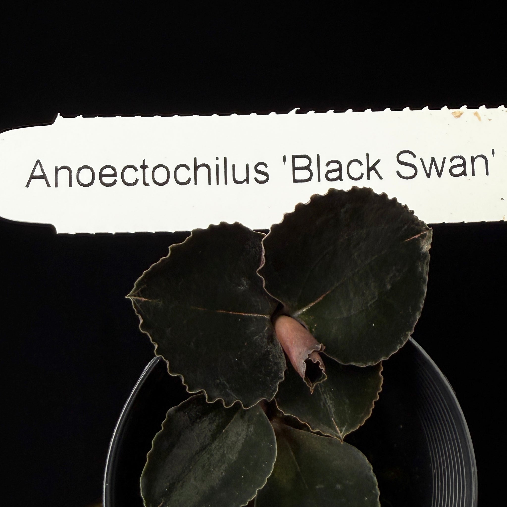Anoectochilus 'Black Swan'