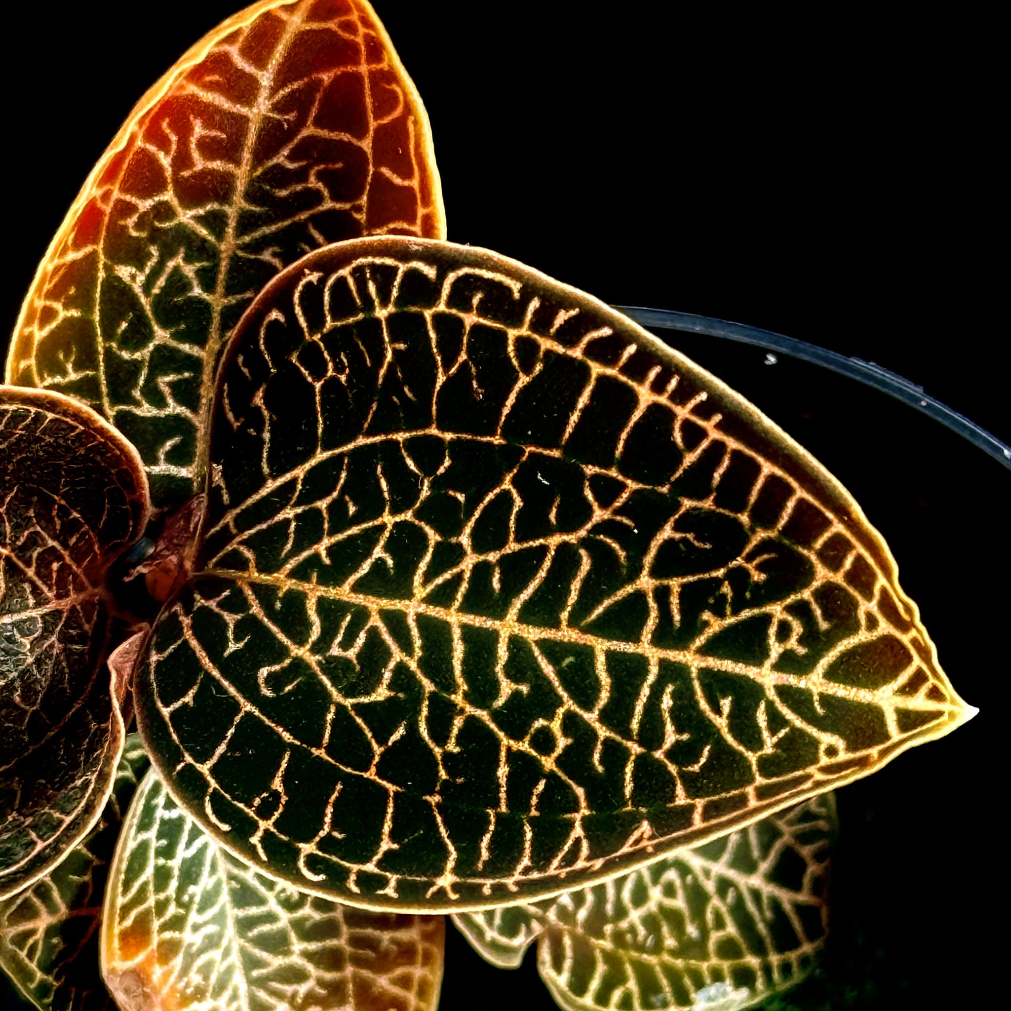 Anoectochilus 'Leaf Tip #49'