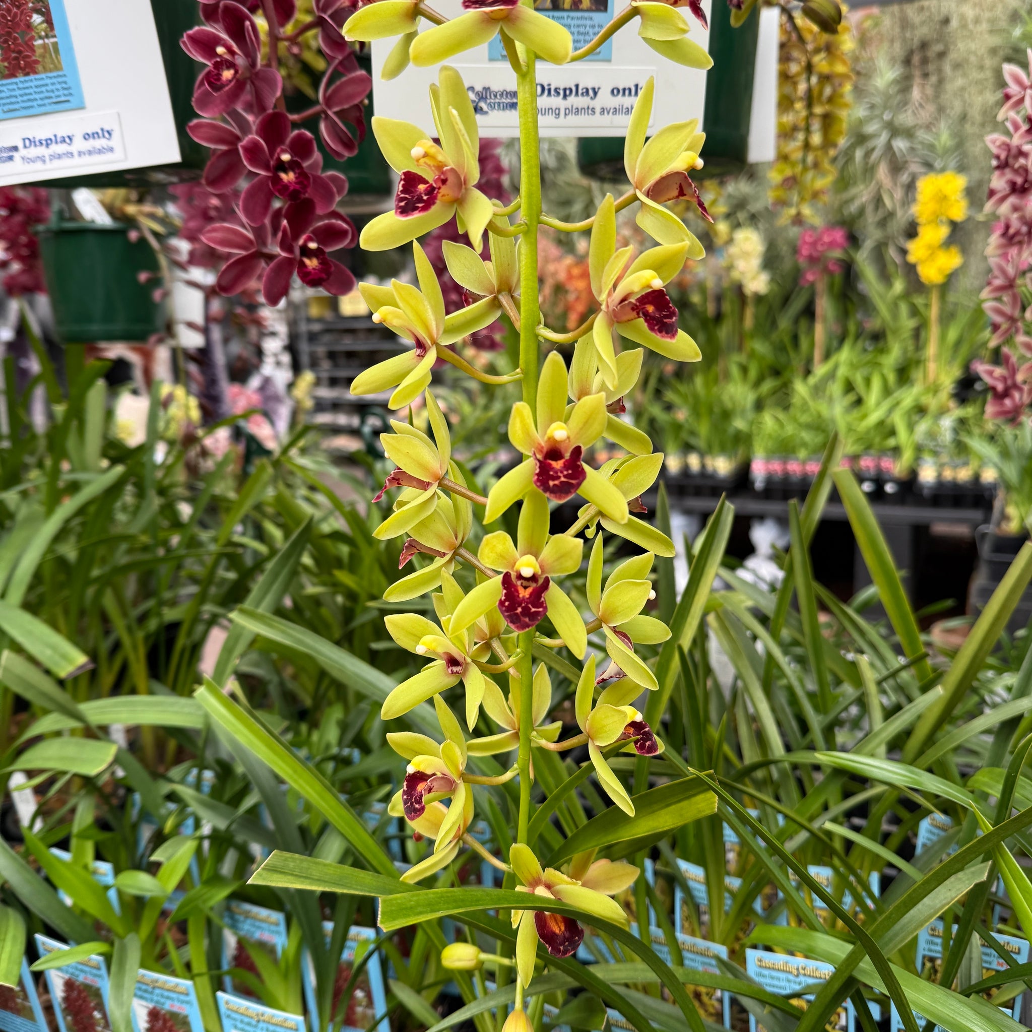 Cymbidium 'Lime Fantasy'