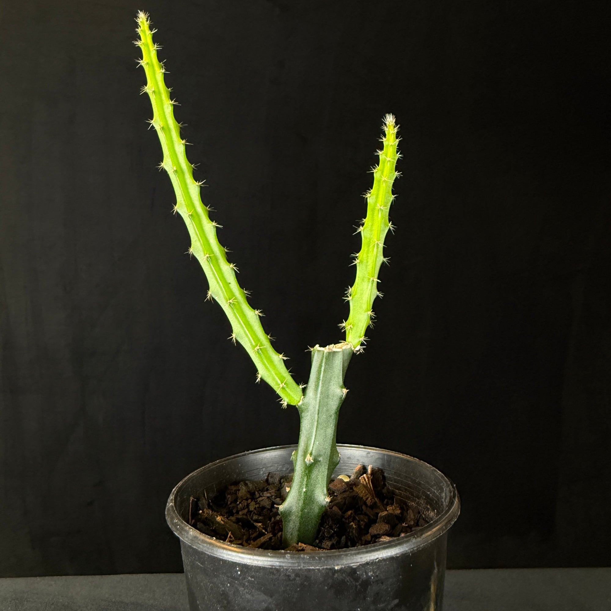 Selenicereus macdonaldiae 'Queen of the Night' (WA prohibited)