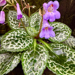 Streptocarpus 'Pretty Turtle'