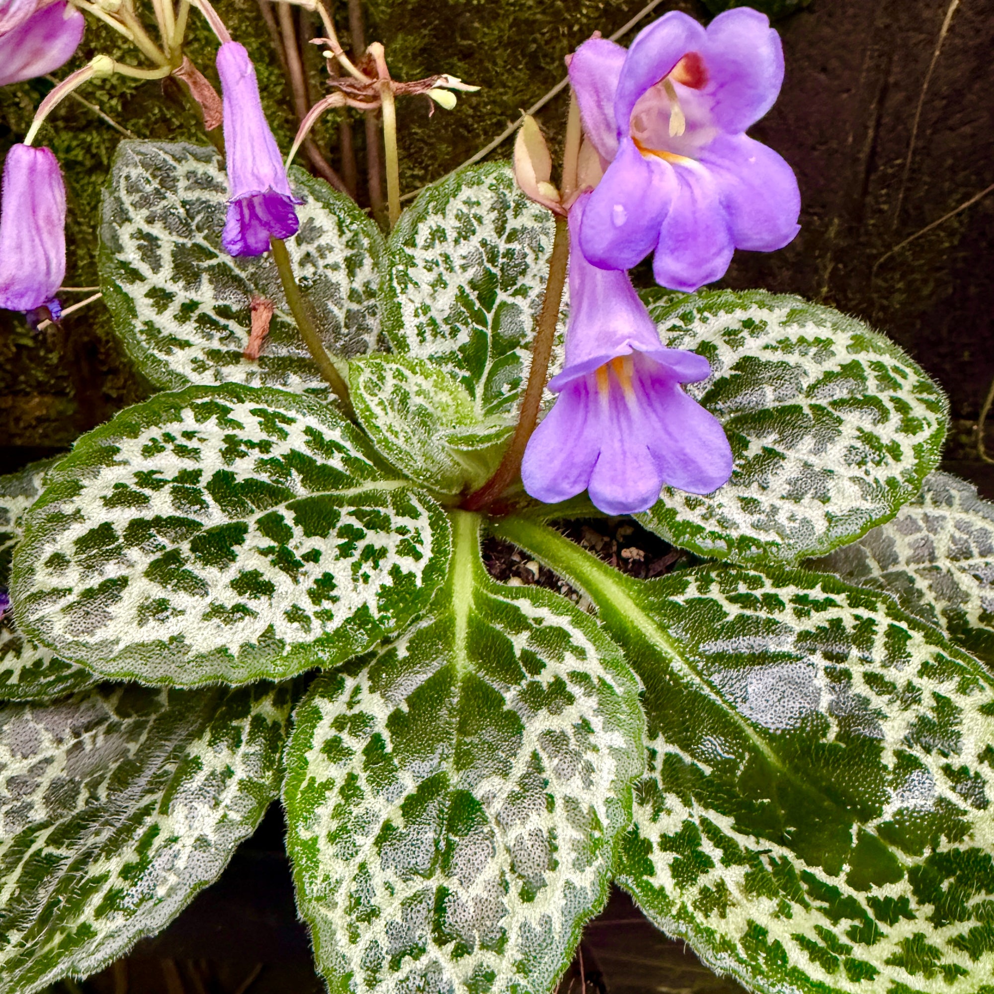 Streptocarpus 'Pretty Turtle'
