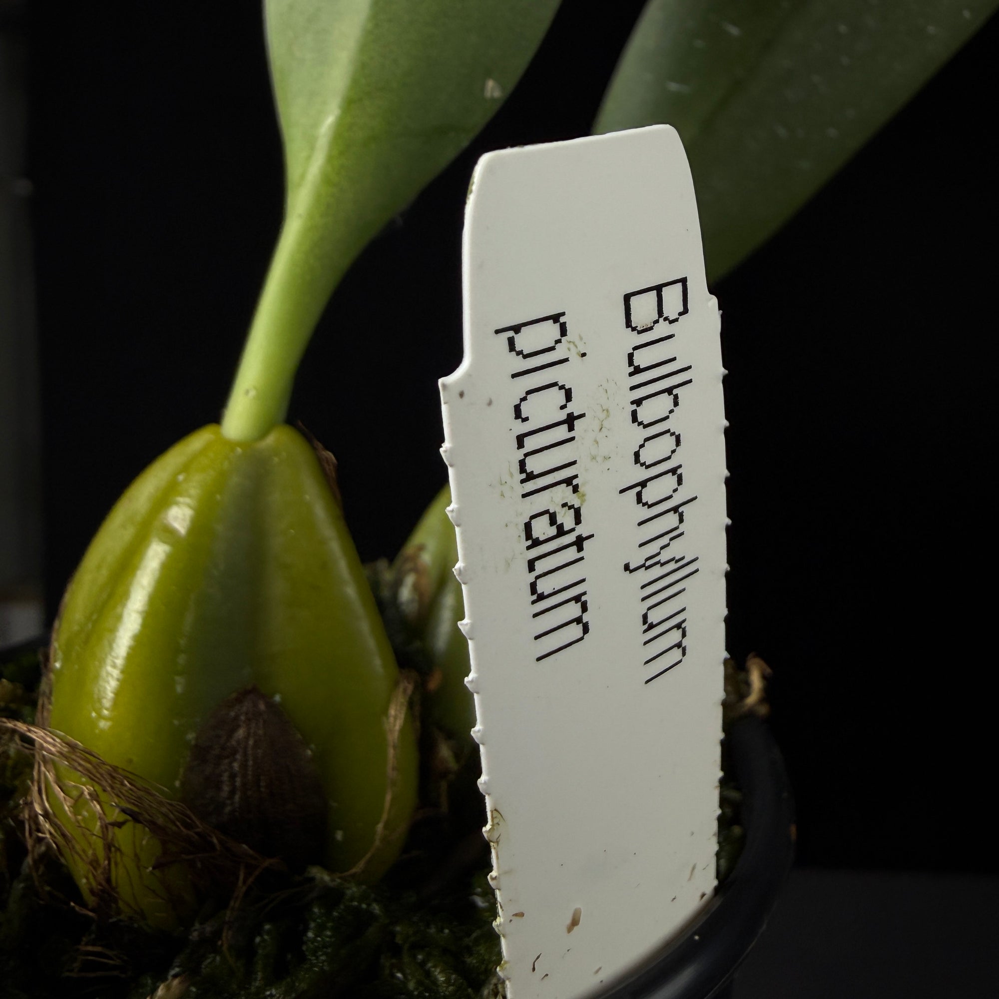 Bulbophyllum picturatum