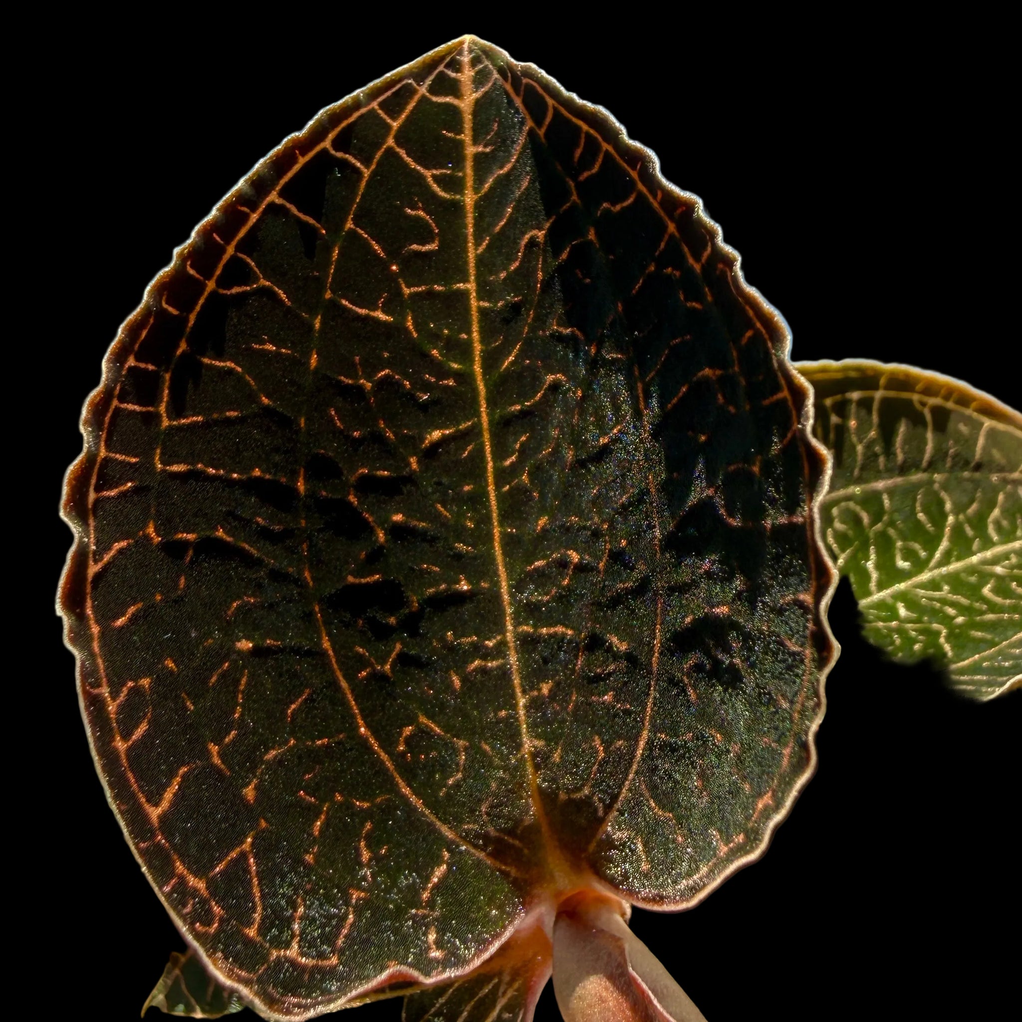Anoectochilus 'Coarse Rod'