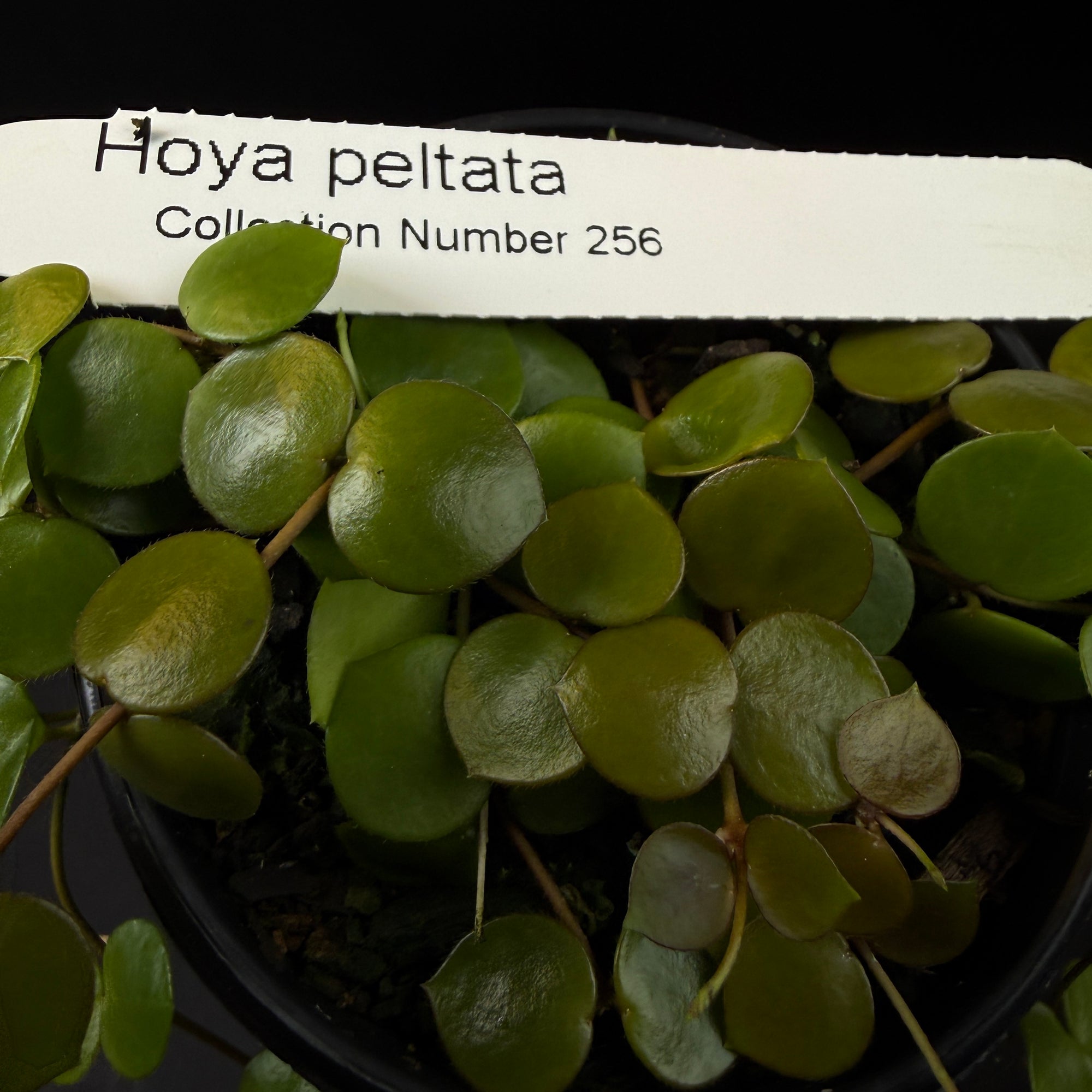 Hoya peltata (WA Prohibited)