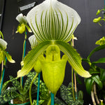 Paphiopedilum Hsinying Citron 'Account'