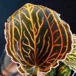 Anoectochilus albolineatus 'Lady's Best Friend'