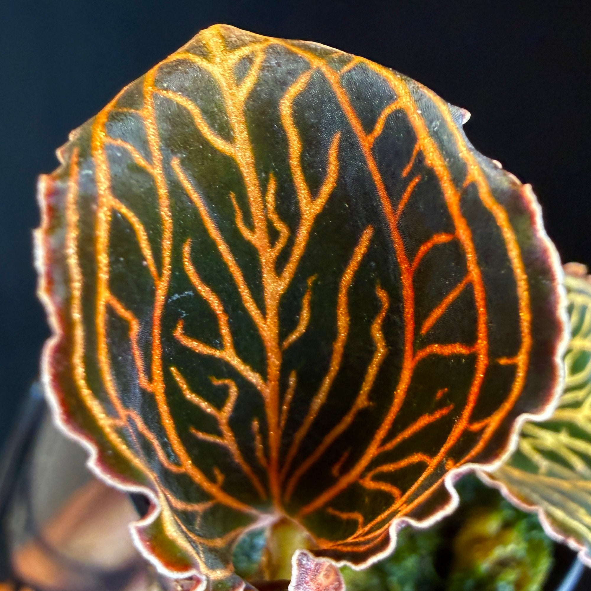 Anoectochilus albolineatus 'Lady's Best Friend'