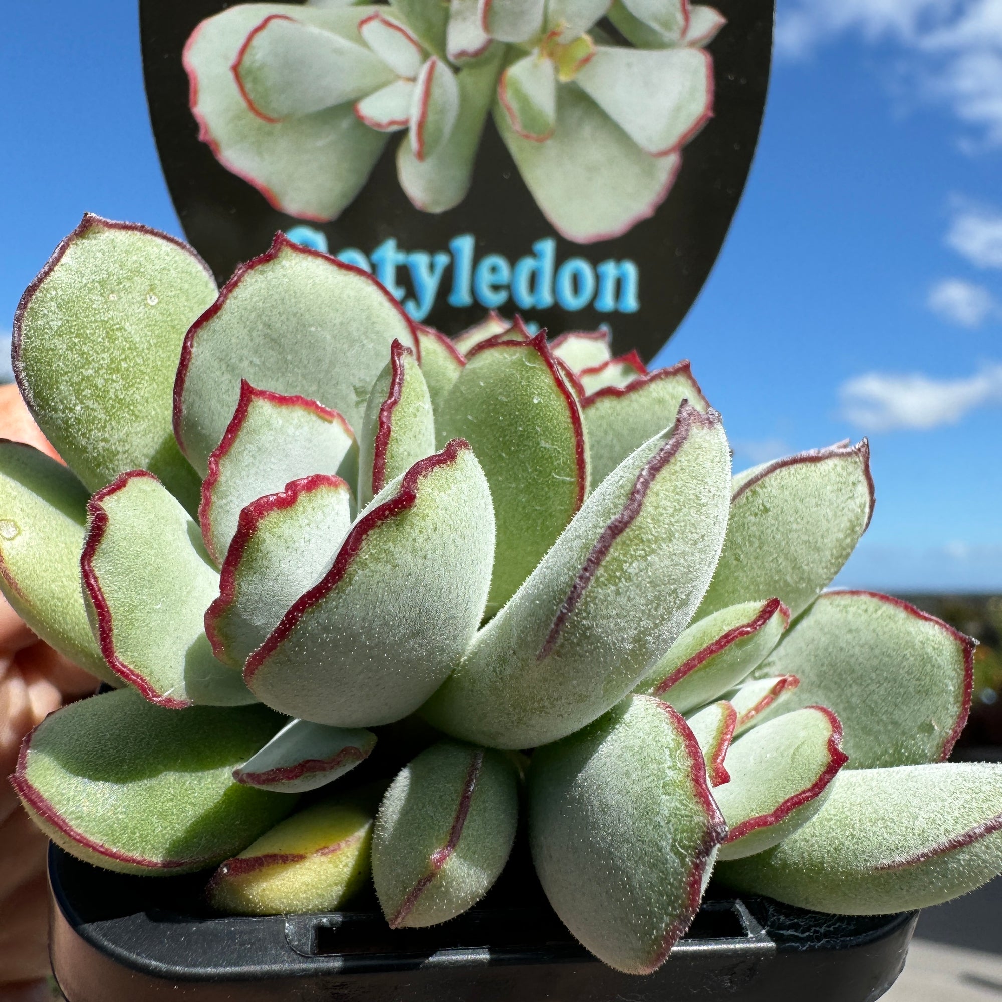 Cotyledon 'Choco Line'