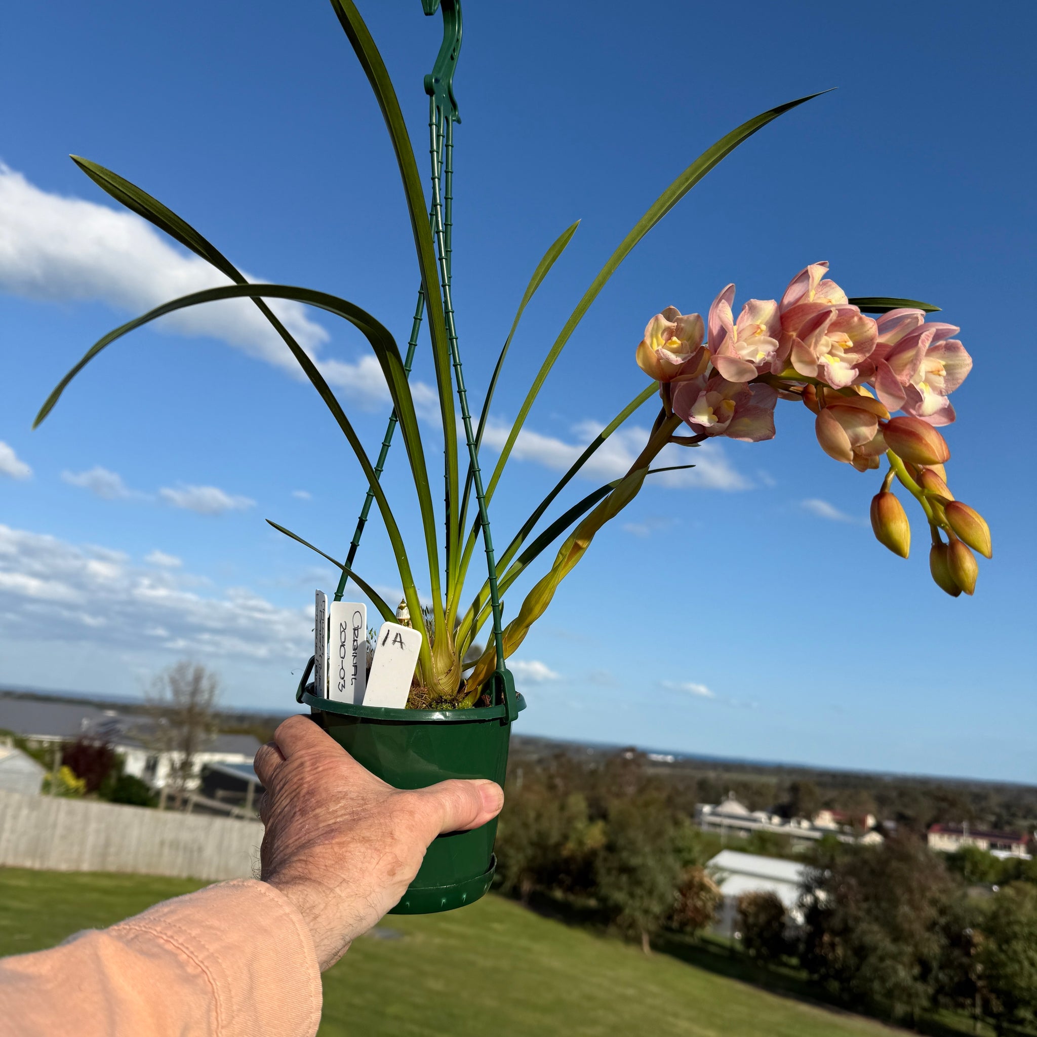 Cymbidium Maluka 'Baby Pink' Peloric