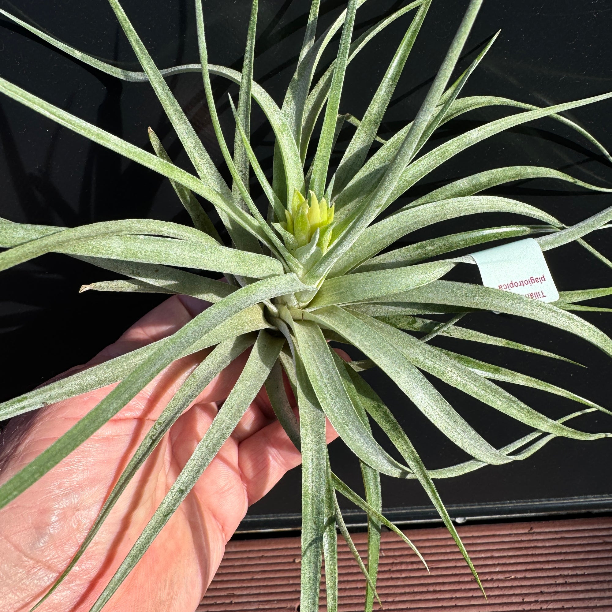 Tillandsia plagiotropica - The Upright Air Plant