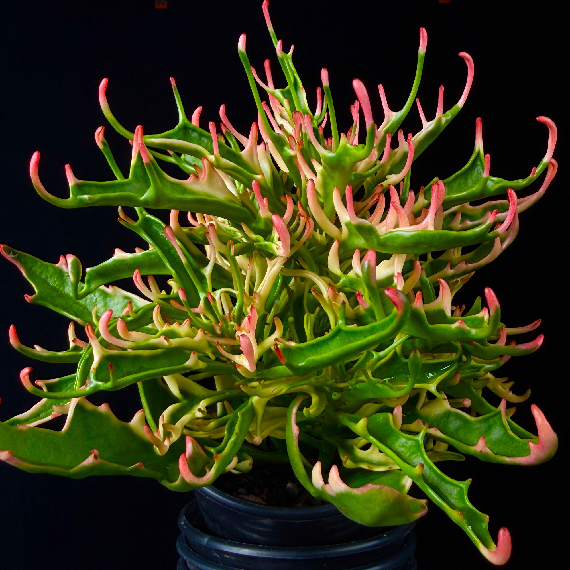 Kalanchoe 'Tarantula' variegated