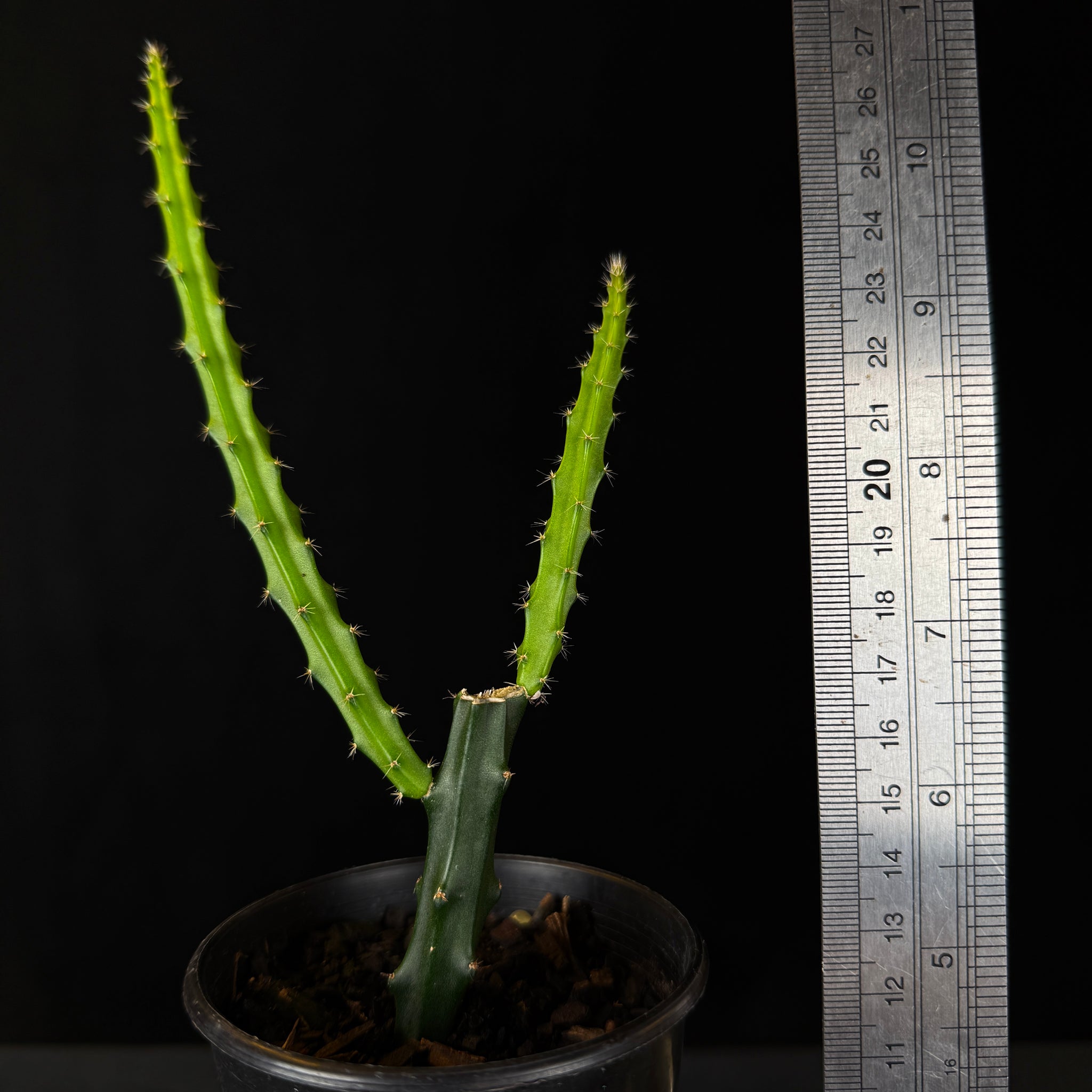 Selenicereus macdonaldiae 'Queen of the Night' (WA prohibited)