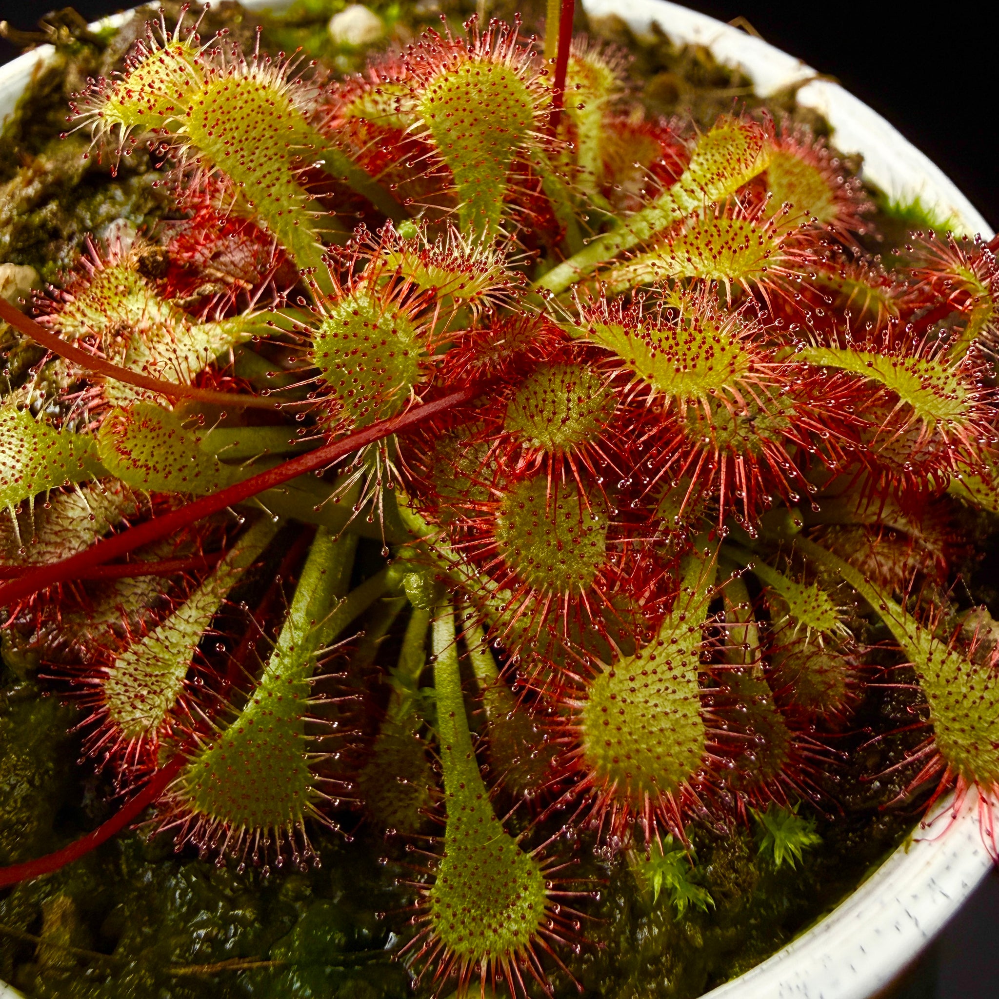 Drosera spatulata ‘Rouge’