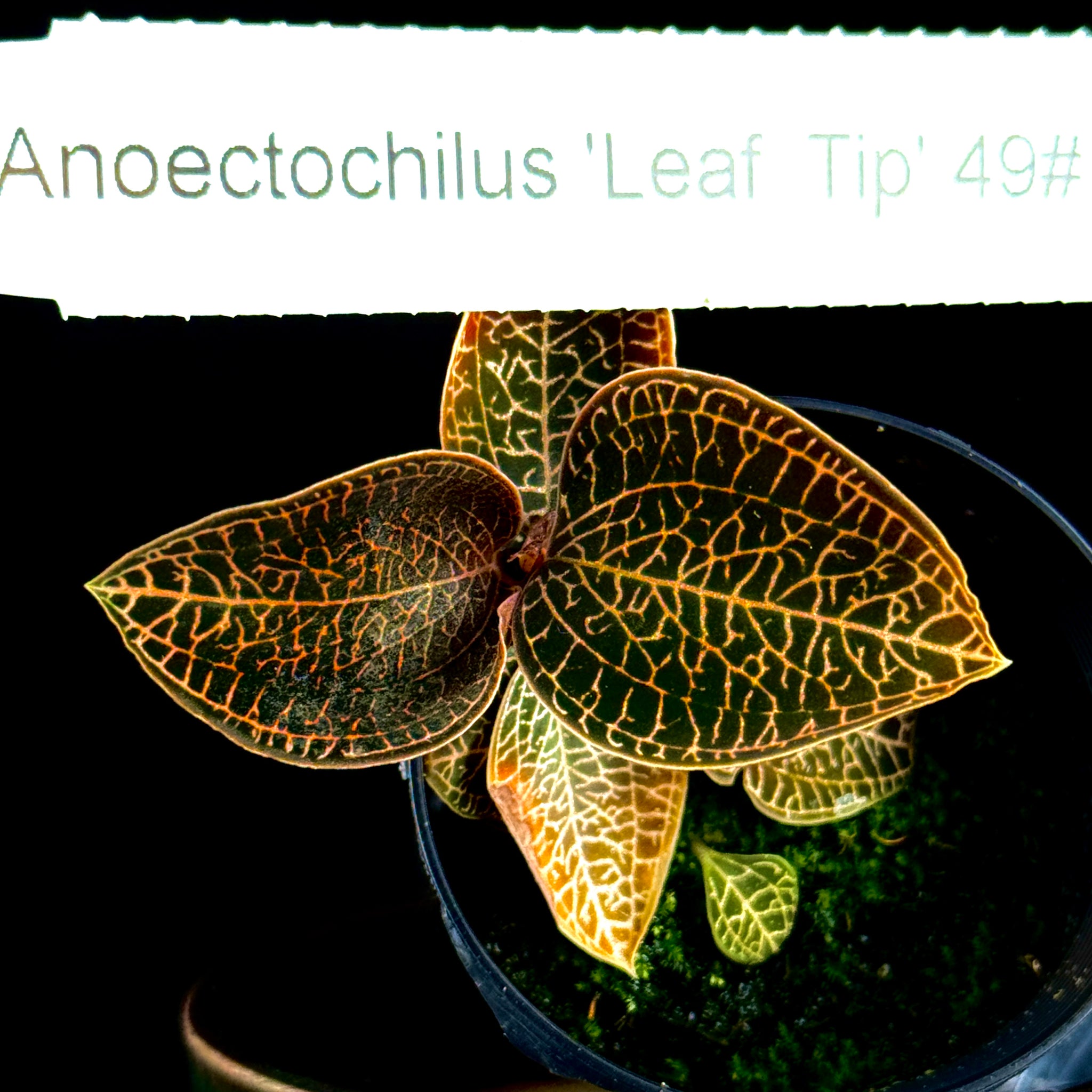 Anoectochilus 'Leaf Tip #49'