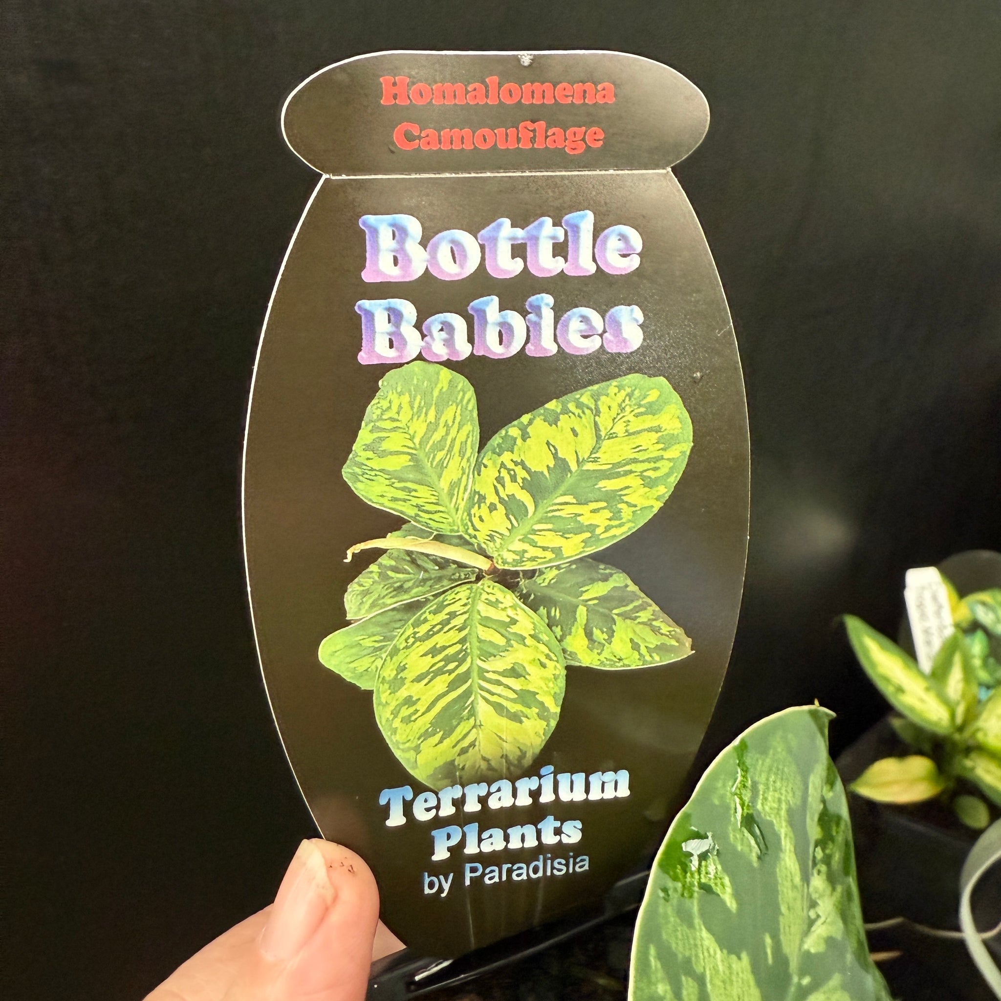 Homalomena 'Camouflage' (WA Prohibited)