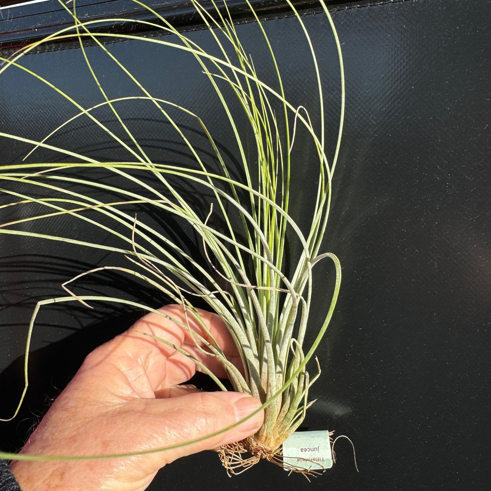 Tillandsia juncea