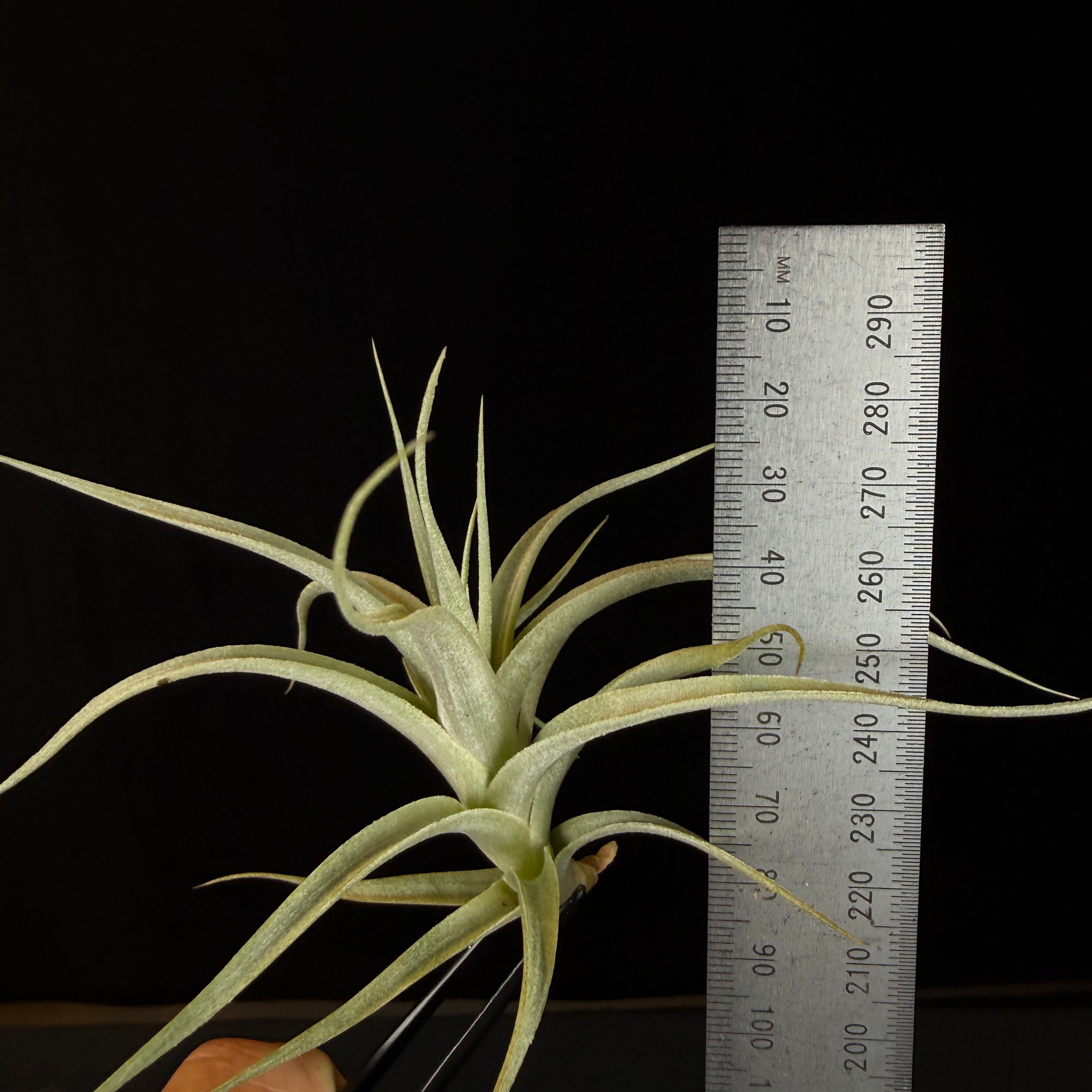 Tillandsia albida