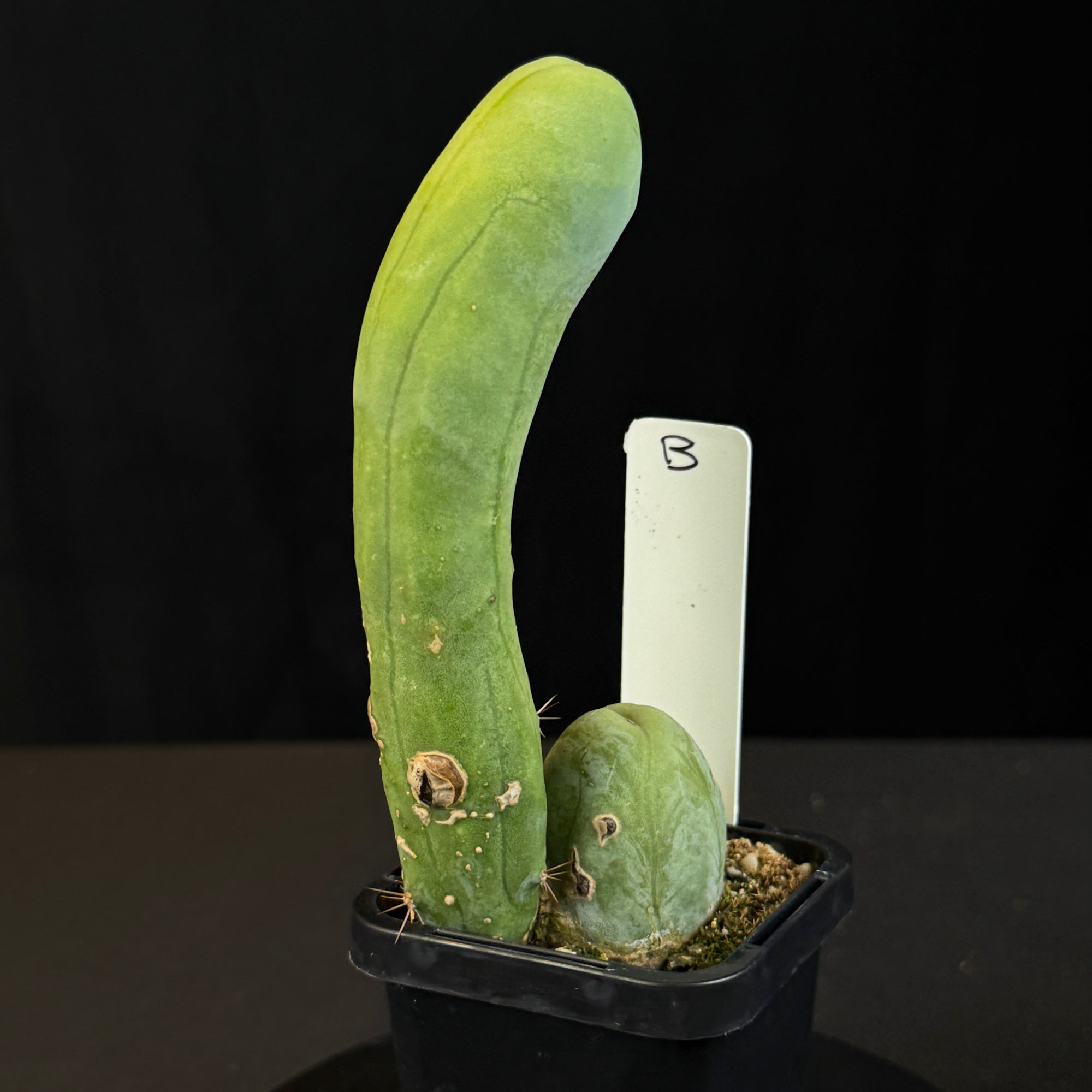 Trichocereus bridgesii f. monstrosa (Syn. Echinopsis lageniformis)