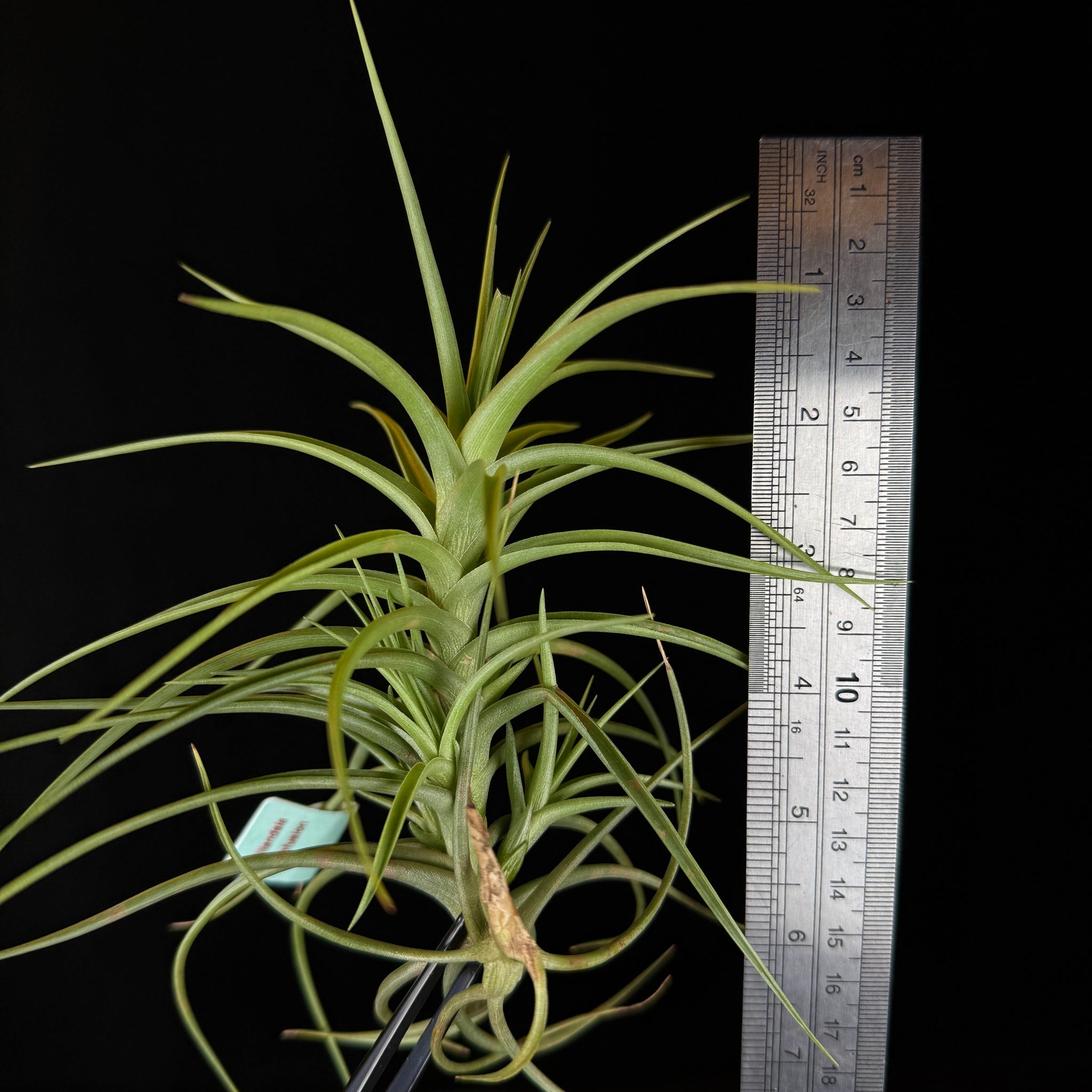 Tillandsia 'Confusion'