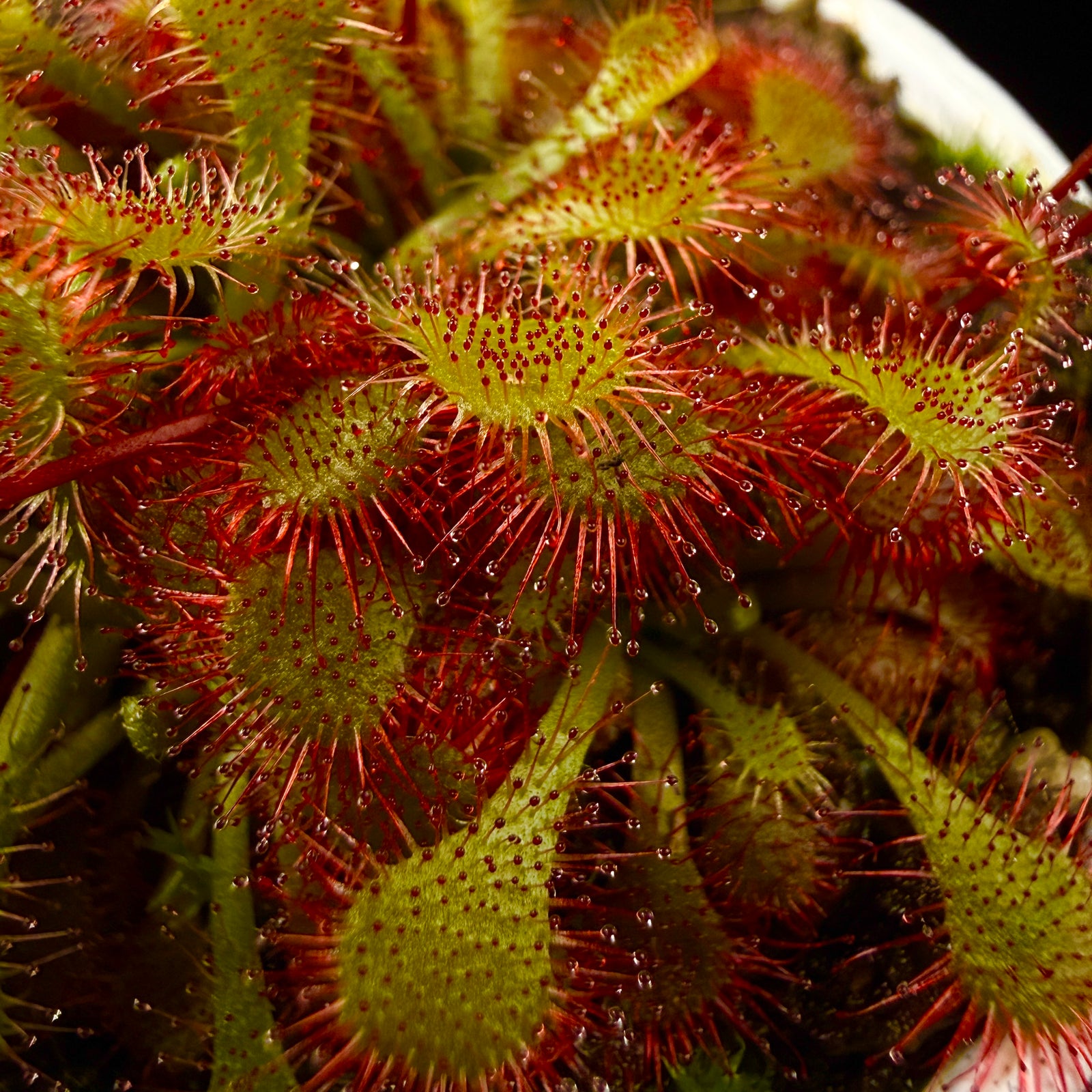 Drosera spatulata ‘Rouge’