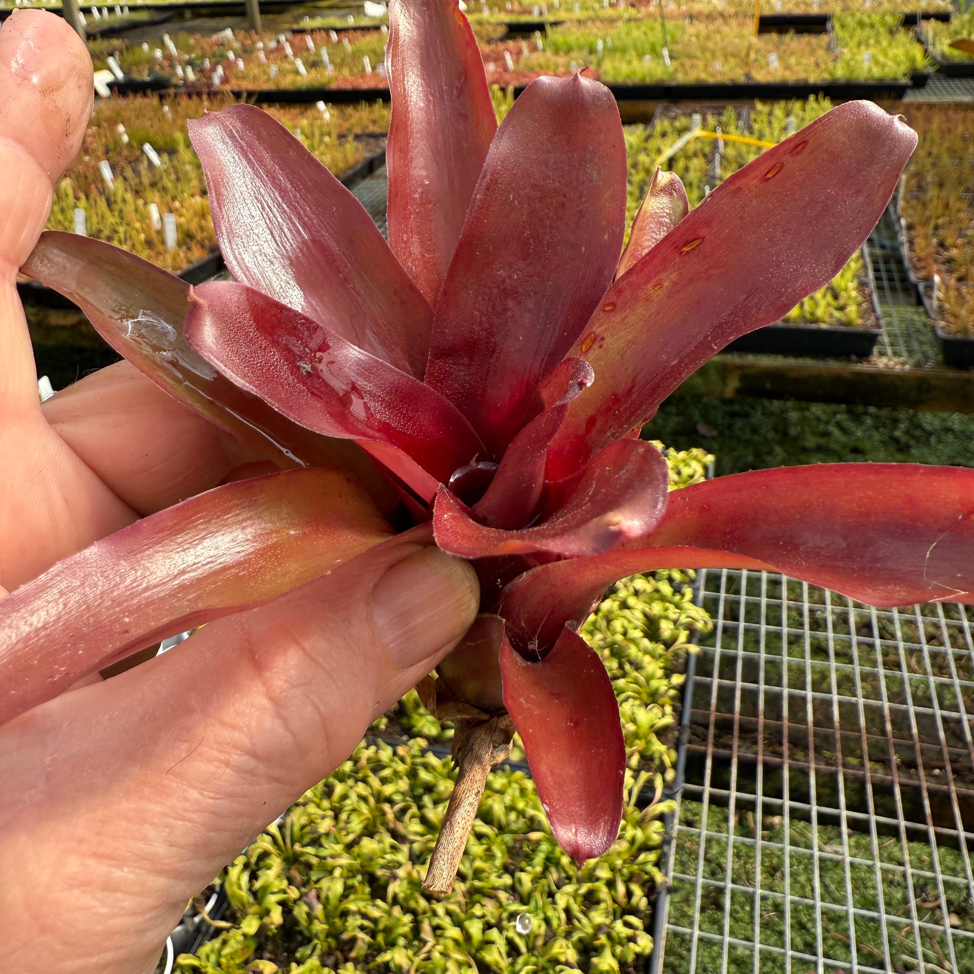 Neoregelia Tiny Tot 'Fire Engine’ Mini Hybrid - Bare root cuttings