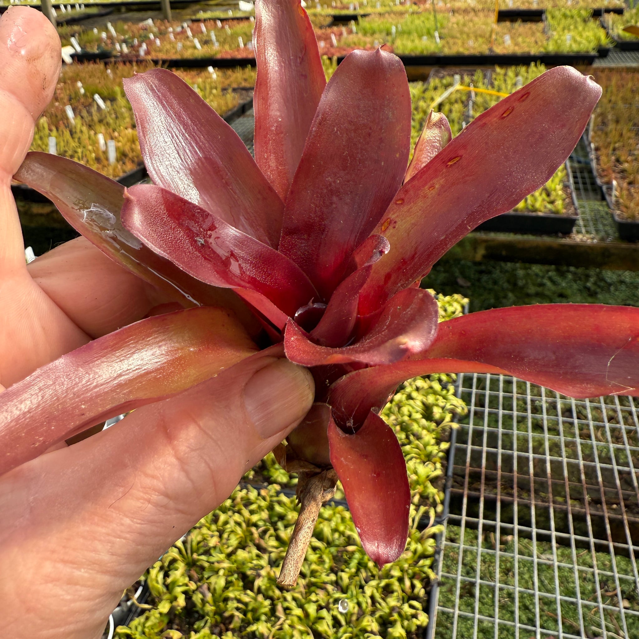 Neoregelia Tiny Tot 'Fire Engine’ Mini Hybrid - Bare root cuttings
