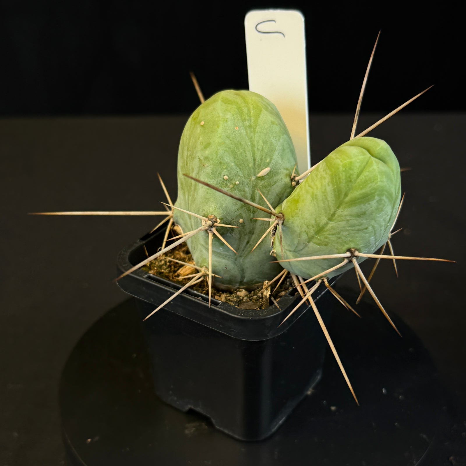 Trichocereus bridgesii f. monstrosa (Penis Cactus)