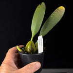 Bulbophyllum picturatum