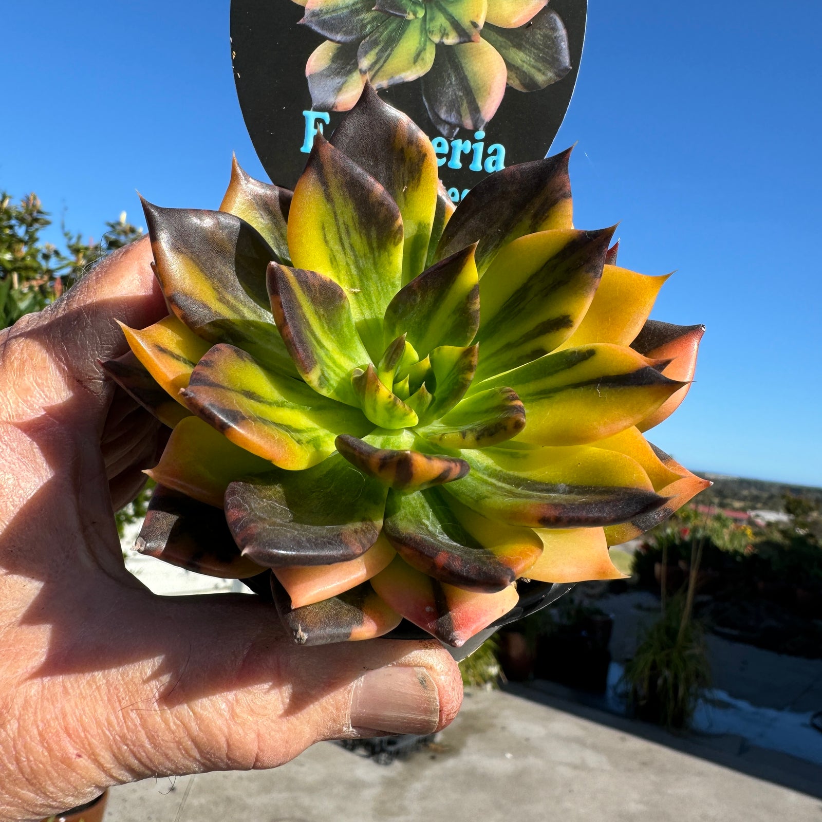 Echeveria Bess Bates. Super Seleted best 100mm potted