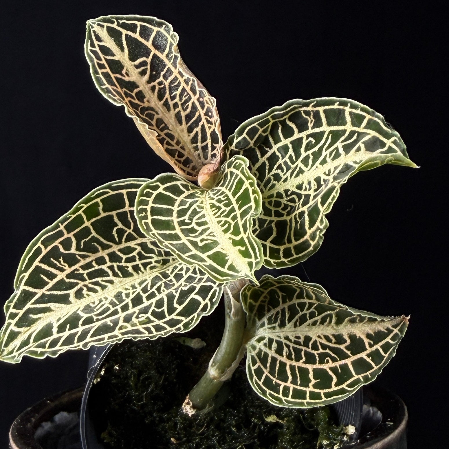 Anoectochilus hybrid 'Emerald Gold'