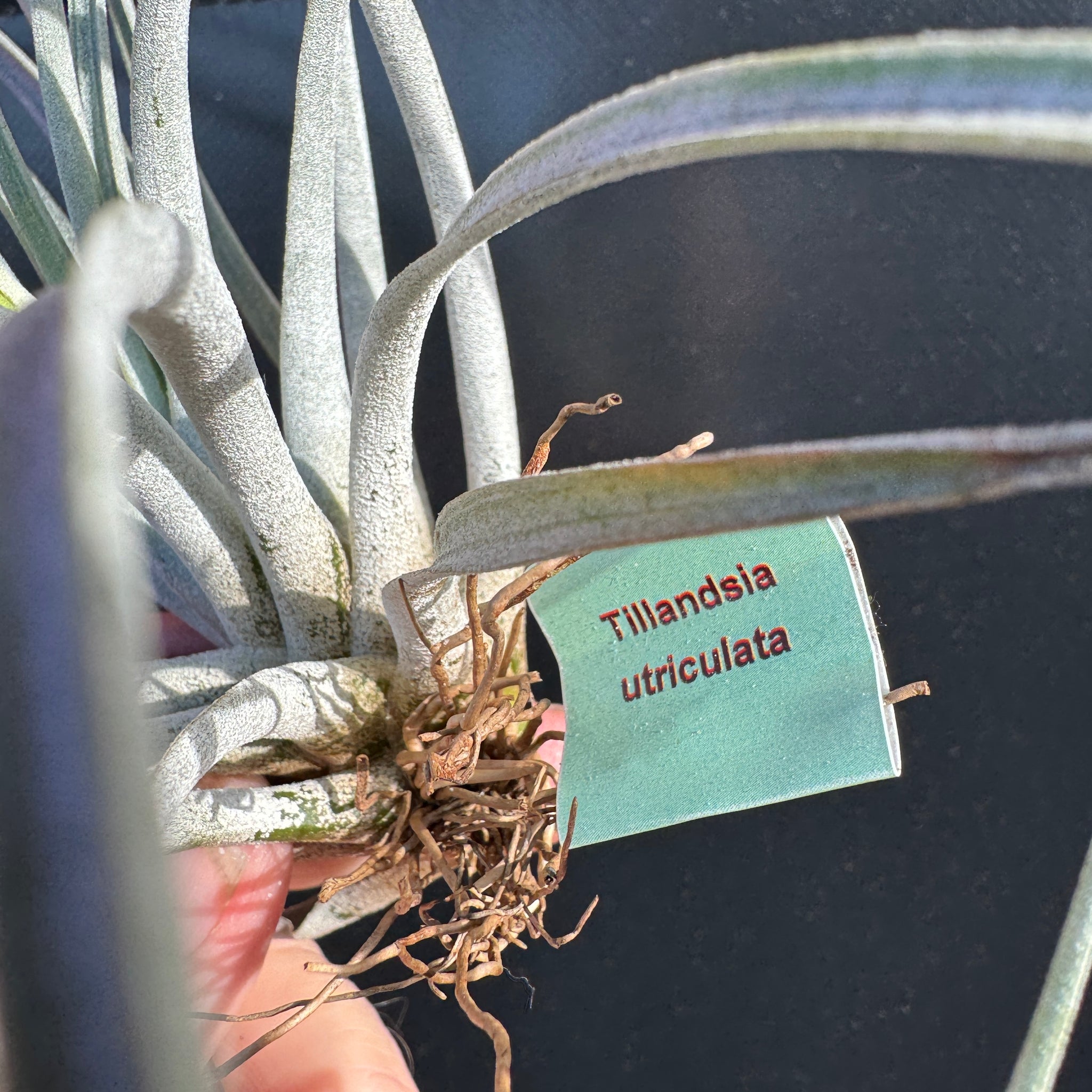 Tillandsia aff. utriculata