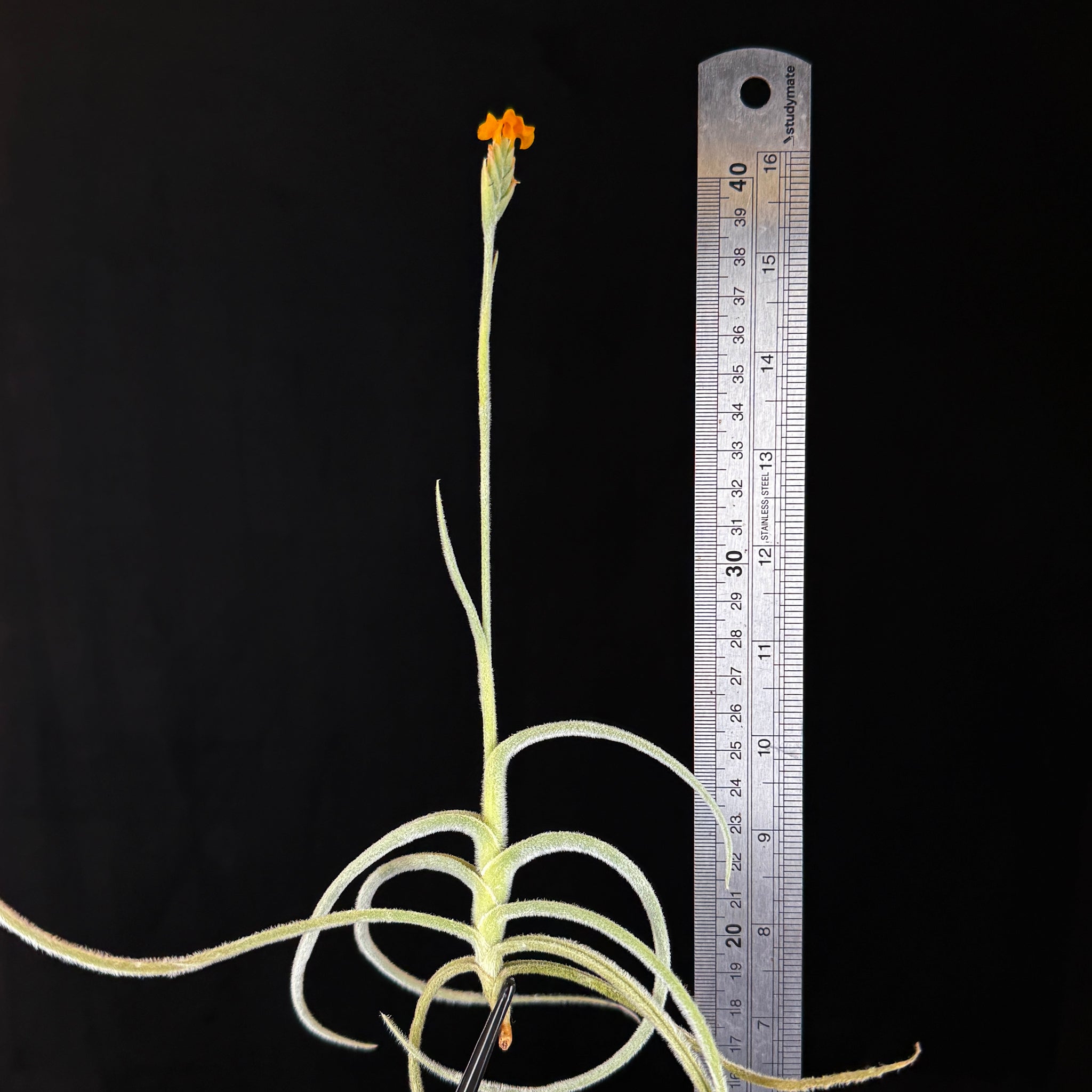 Tillandsia caliginosa x crocata